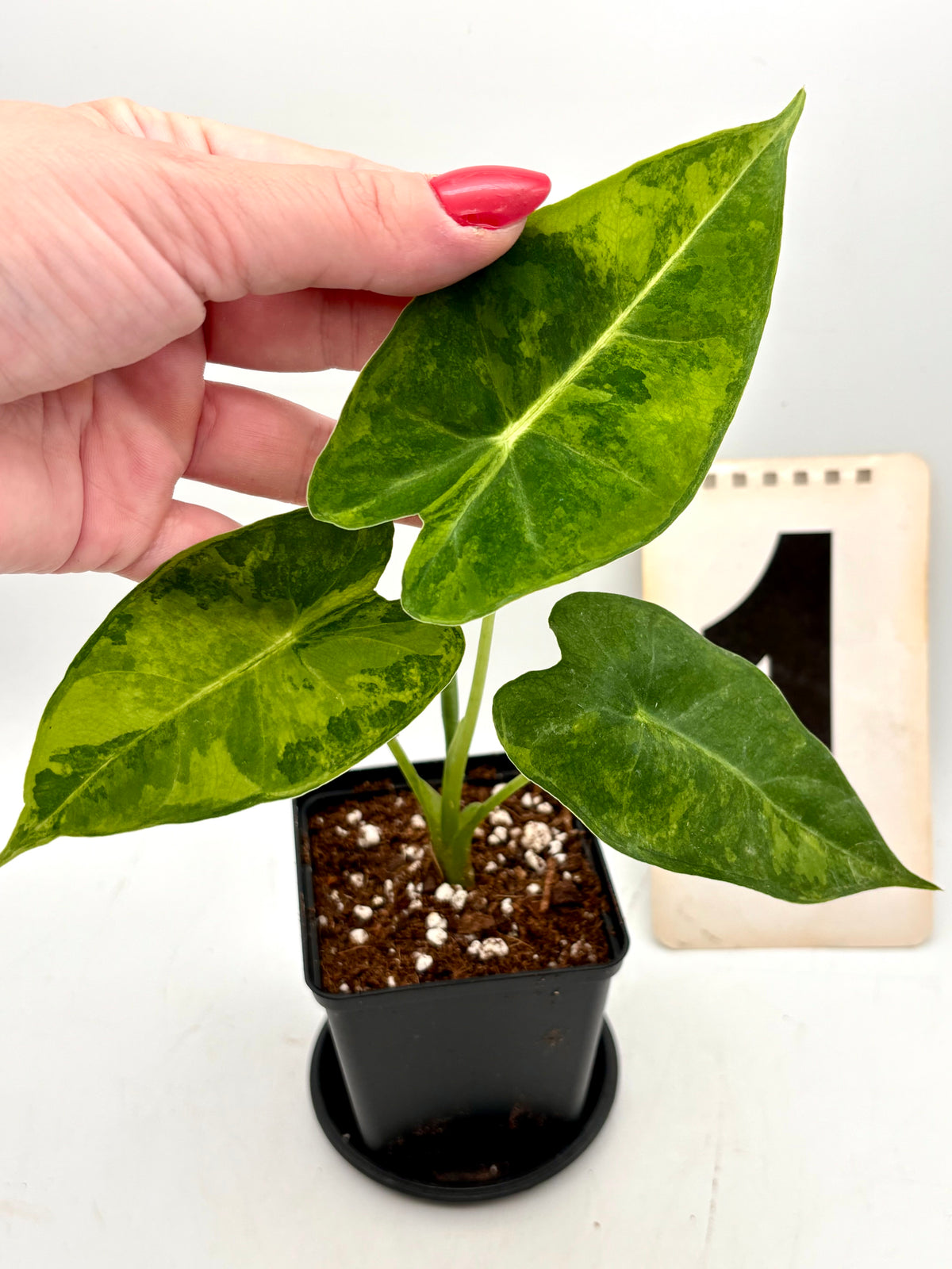 Alocasia Frydek Aurea