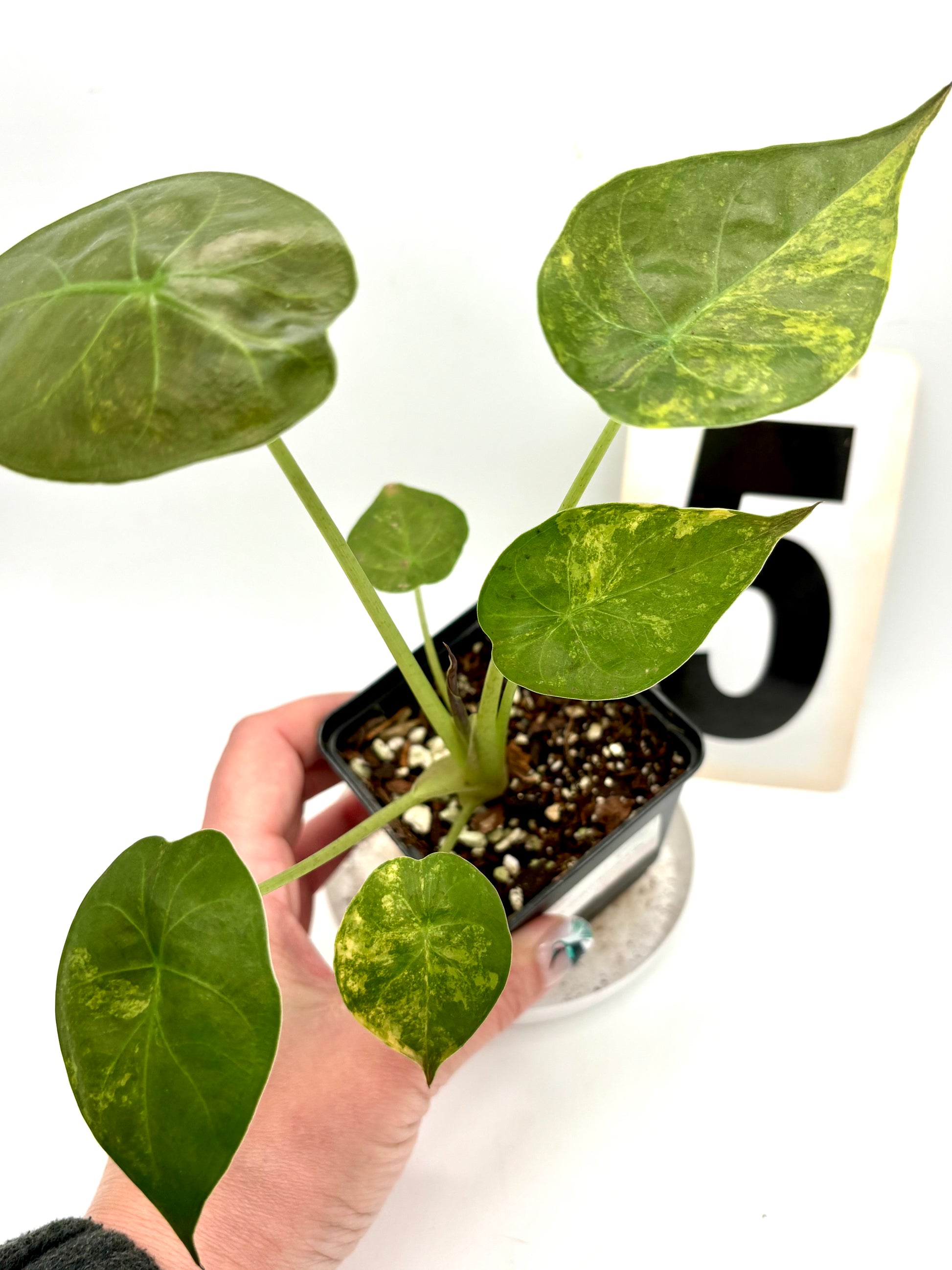 Alocasia Wentii (Sunset) Variegata