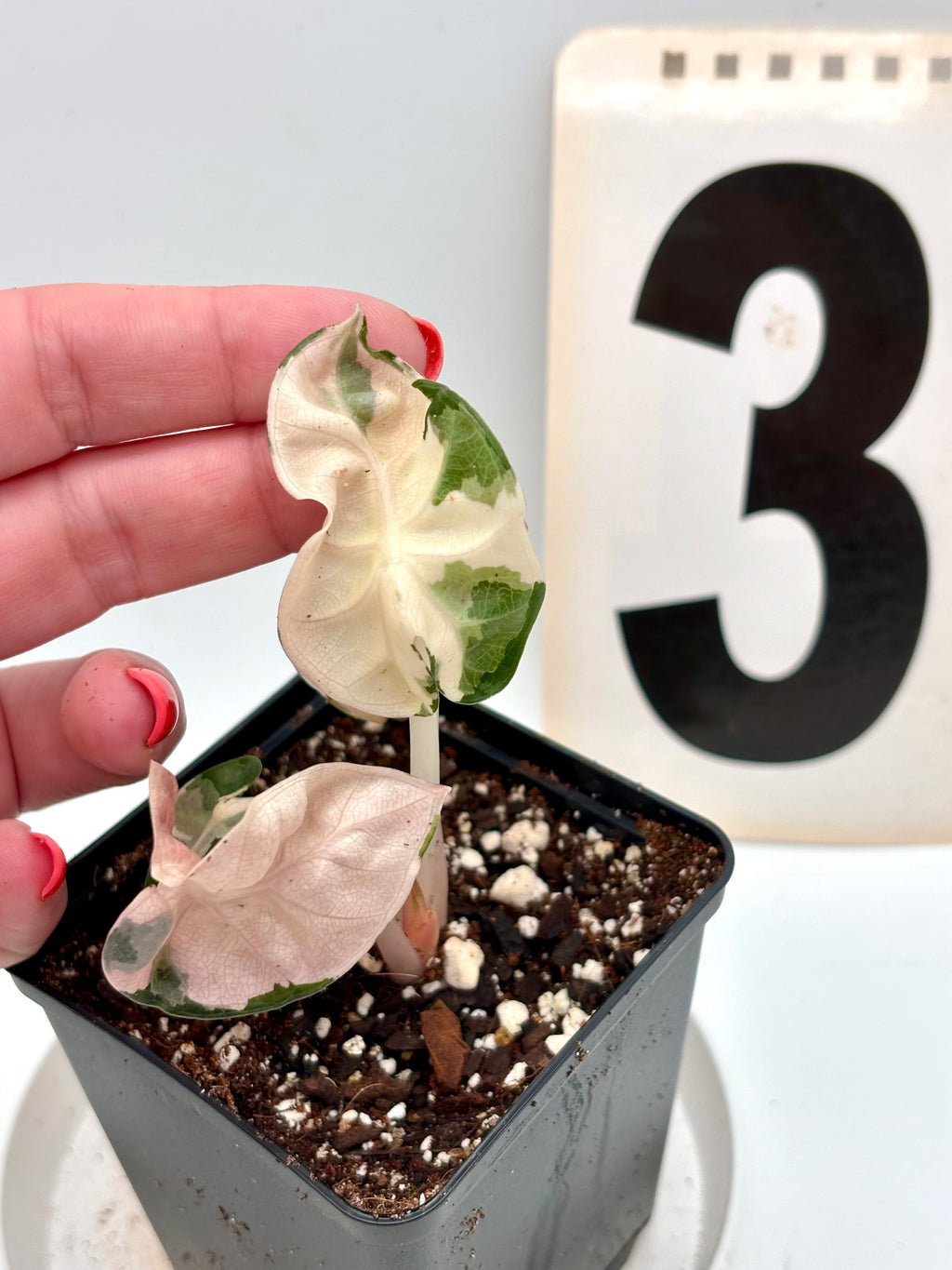 Alocasia Balloon Heart Variegata