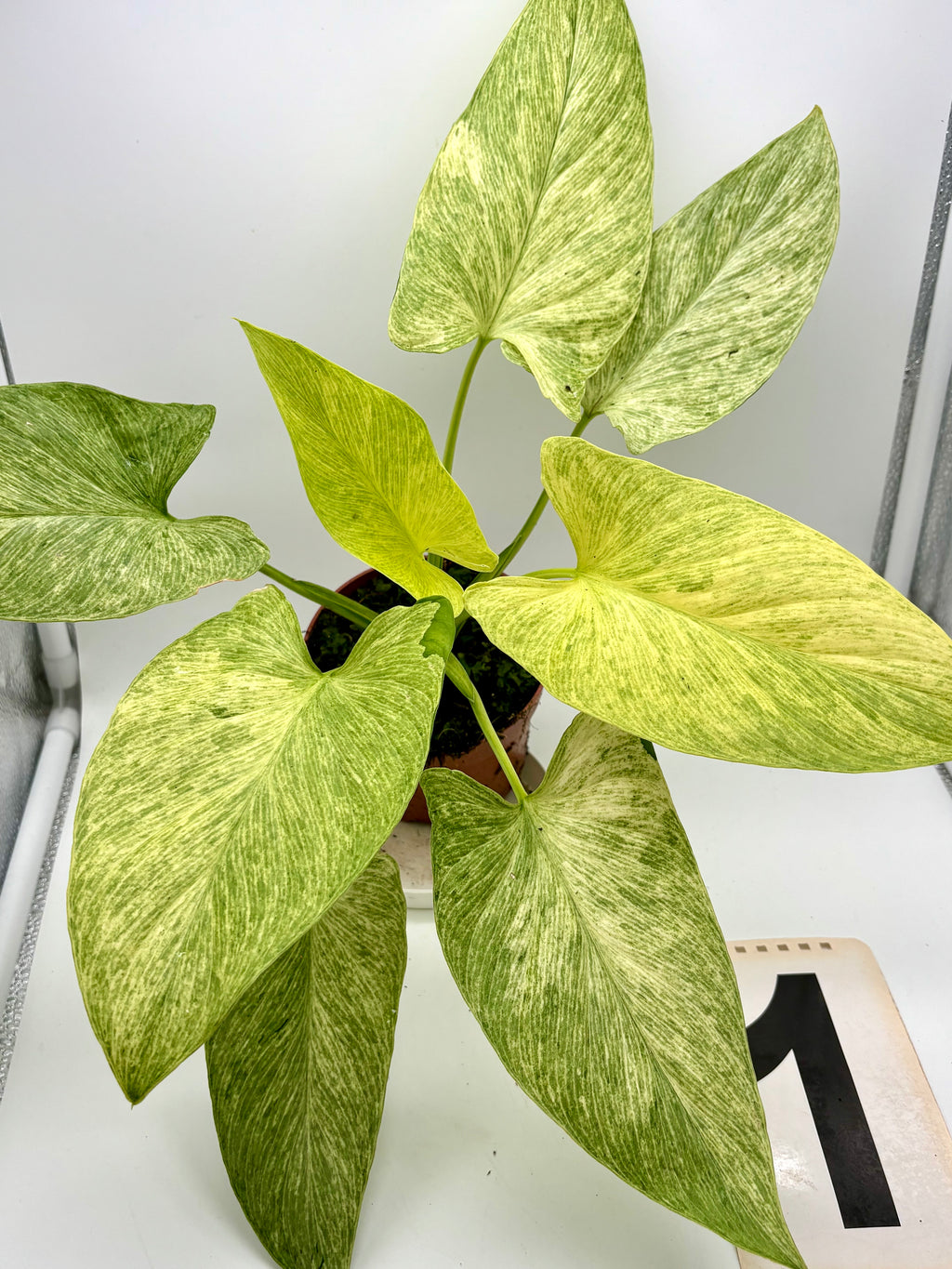 Homalomena Sulcata Cream Frost