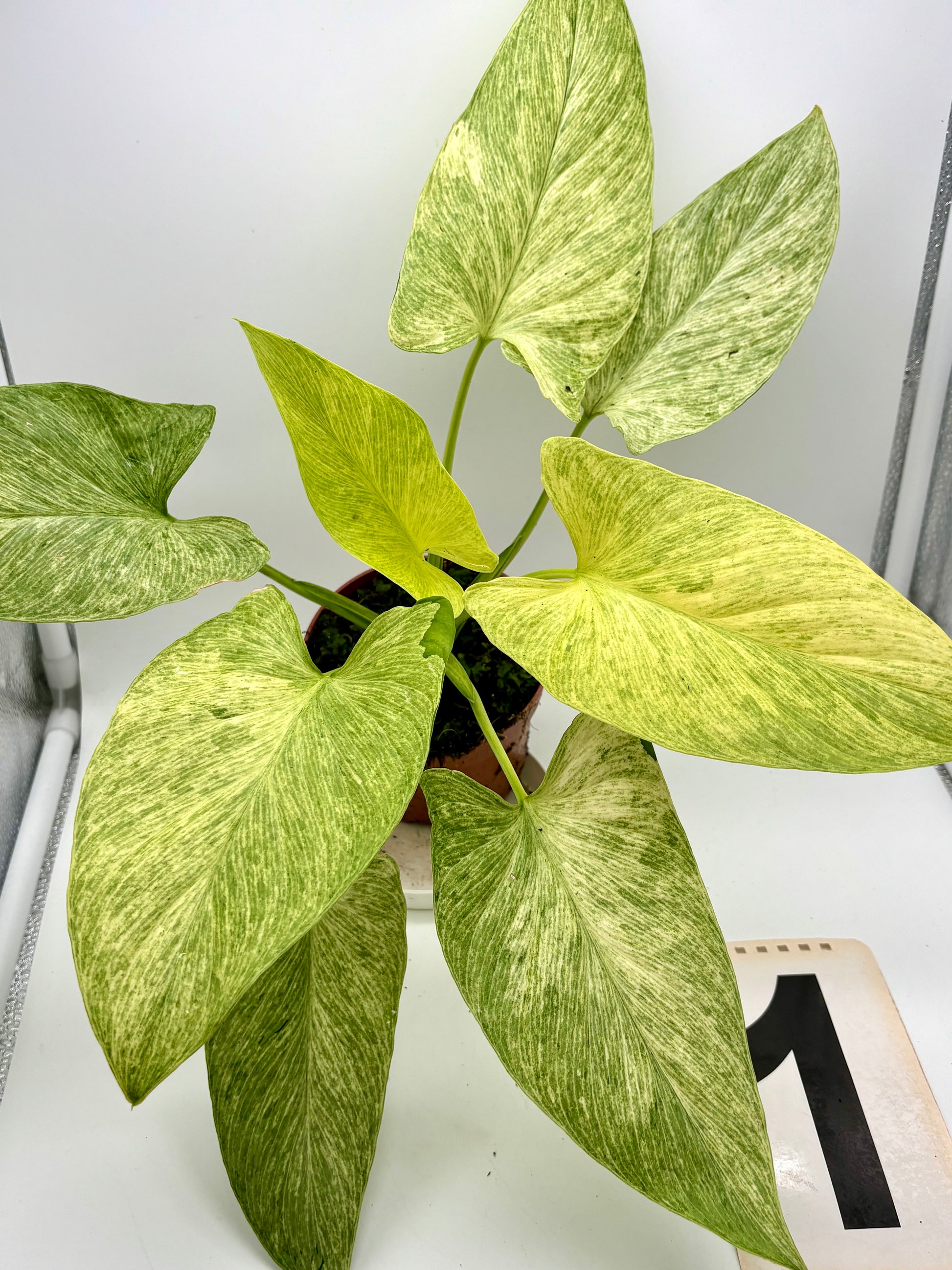 Homalomena Sulcata Cream Frost