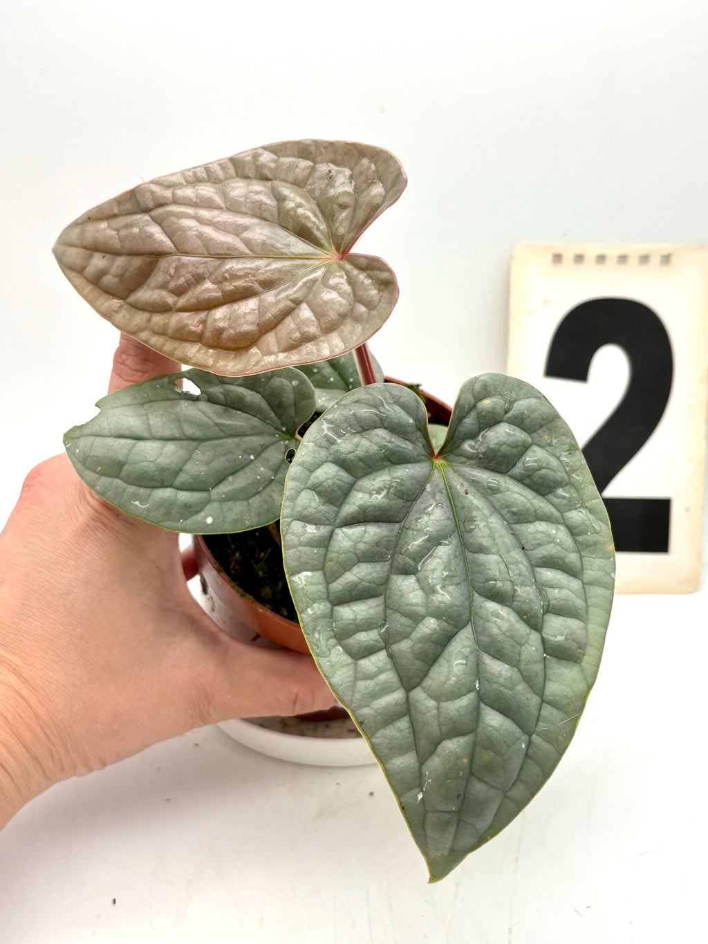 Anthurium Luxurians