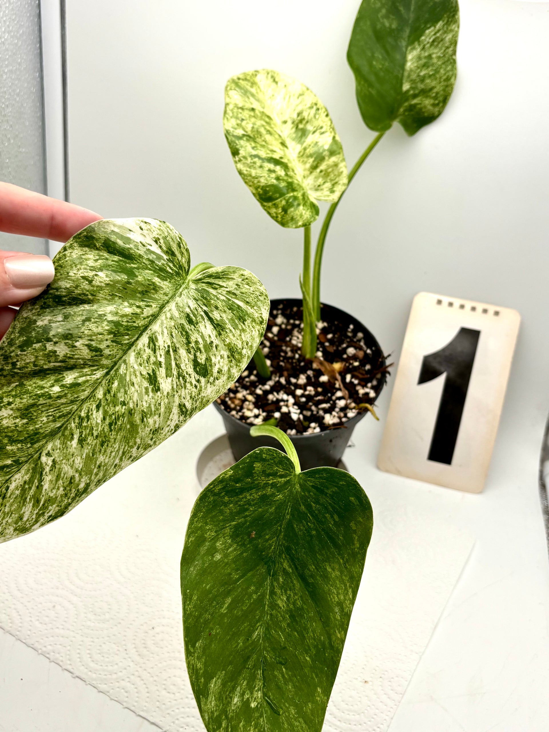 Philodendron Giganteum Variegata – Exotic-Flowers