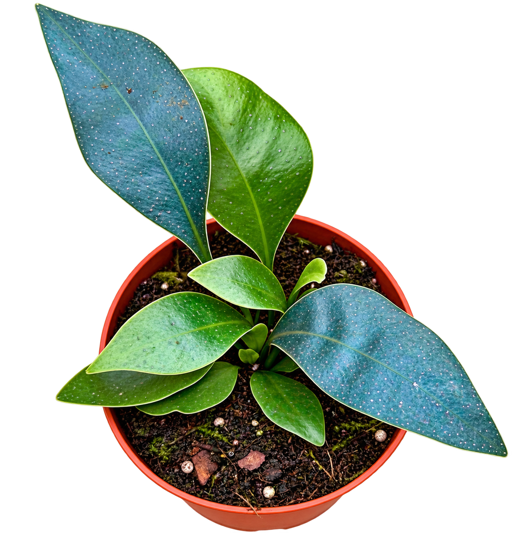 Microsorum Siamensis