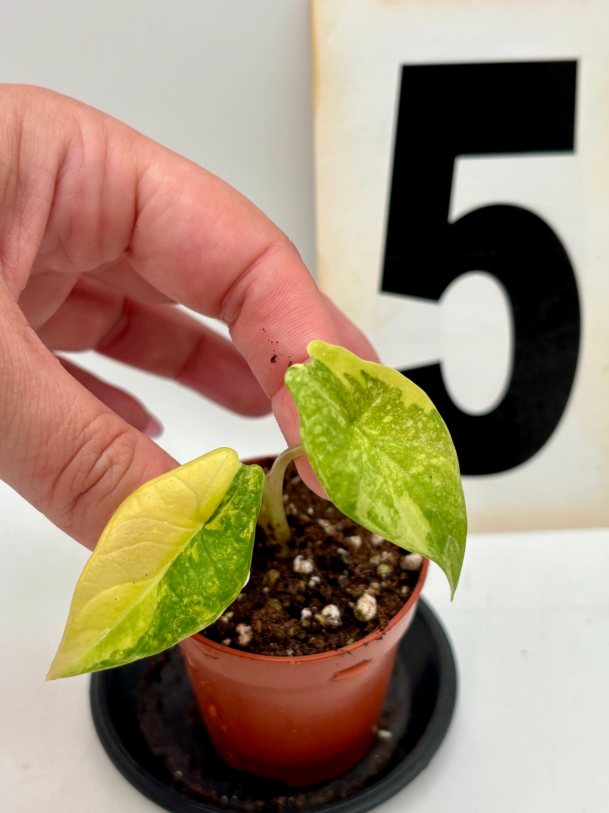 Alocasia Scalprum Variegata