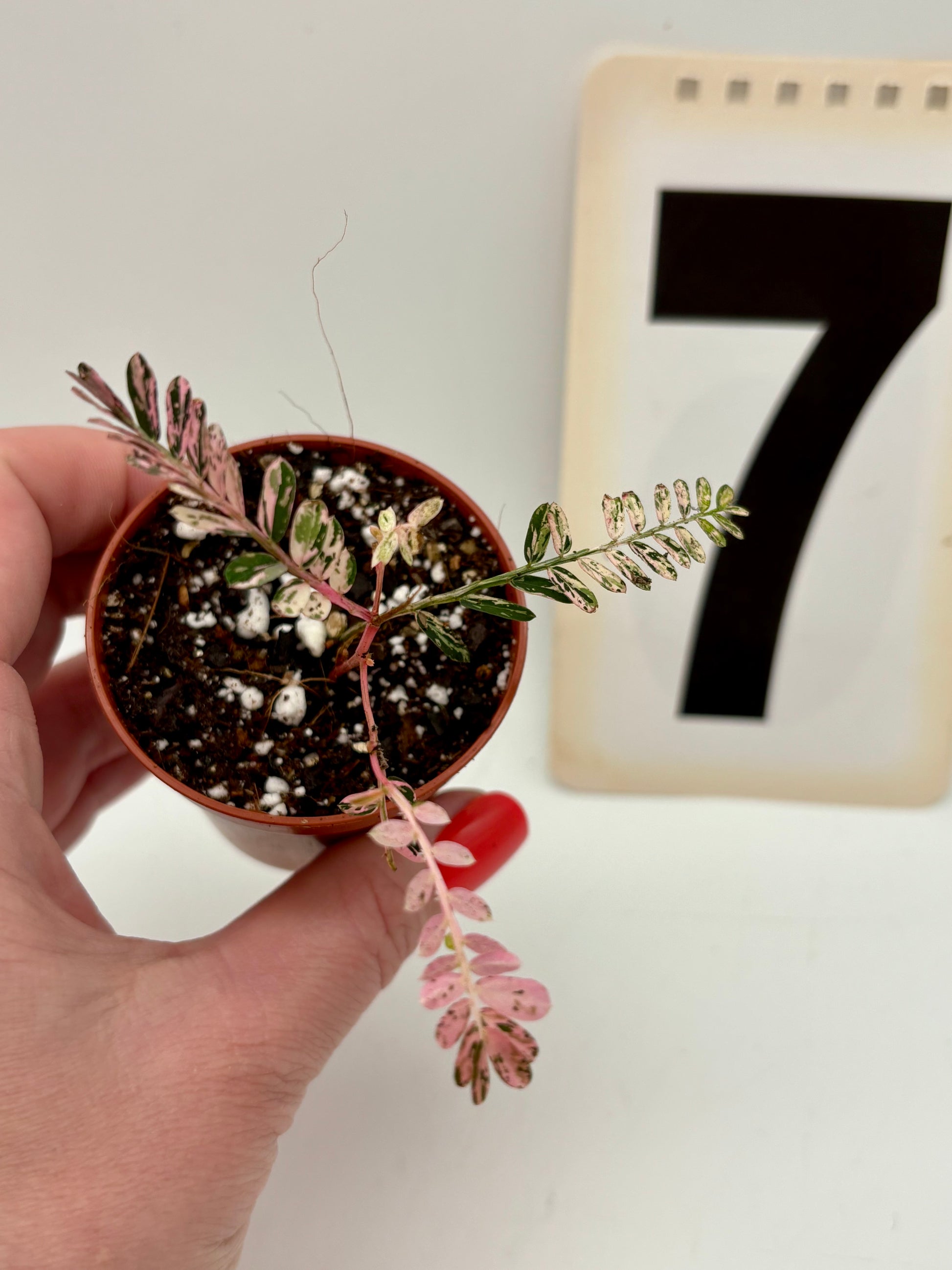 Phyllanthus Urinaria Pink Variegata