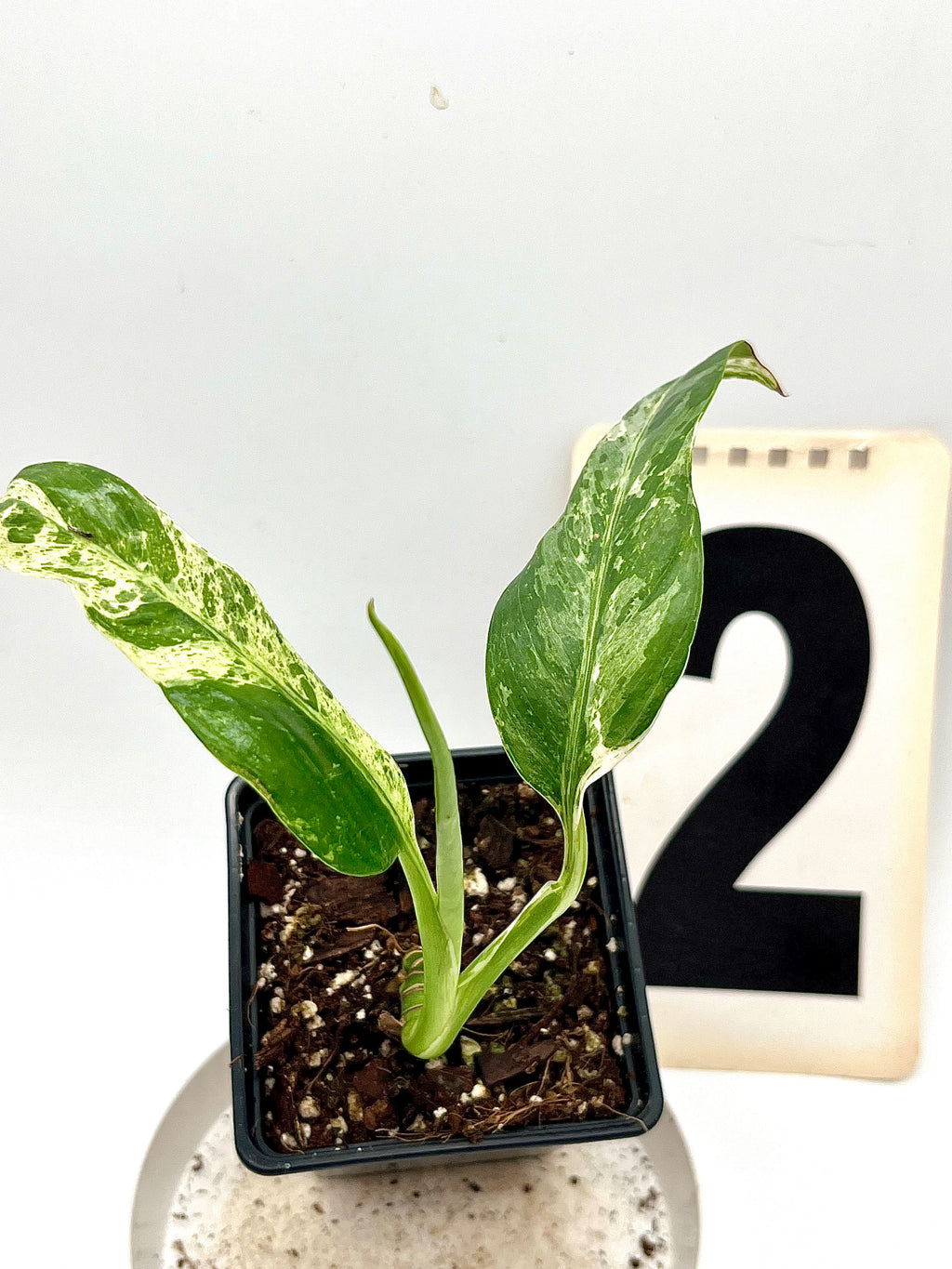 Epipremnum Giganteum Variegata