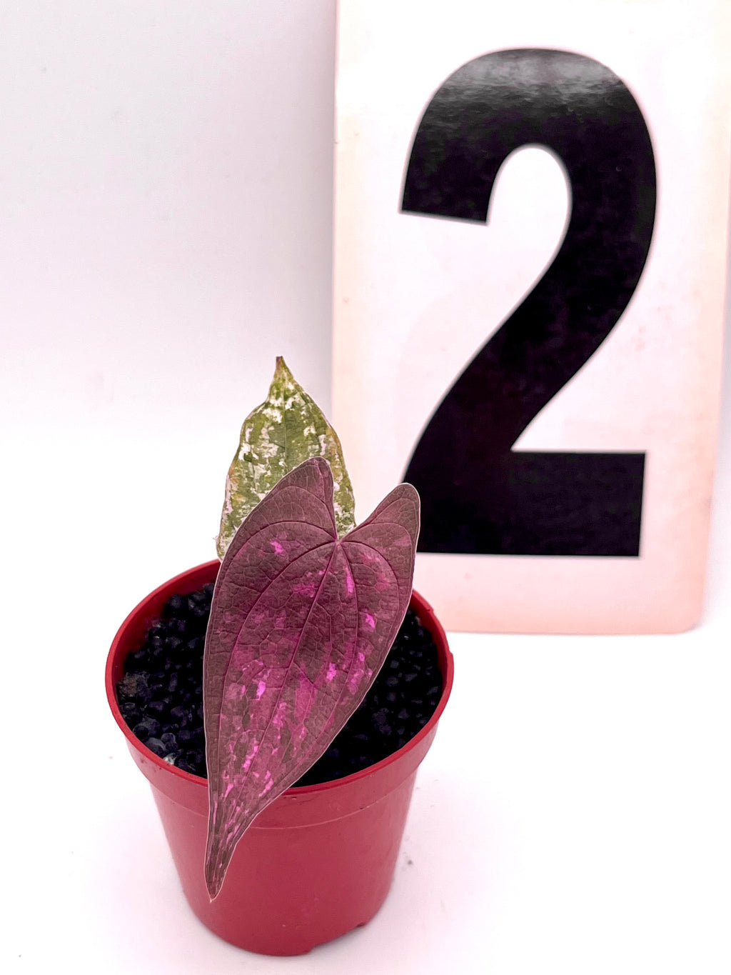 Dioscorea Pixel