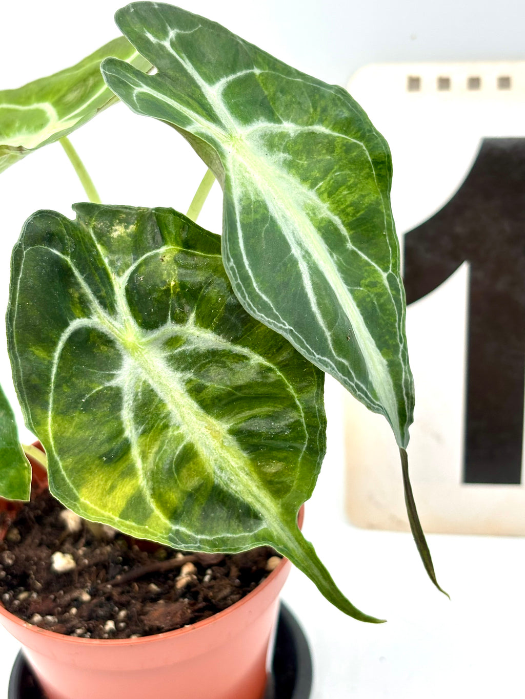 Alocasia Venom Variegata Pflanze mit großen grünen Blättern und weißen Mustern, im Topf auf einem Holztisch.