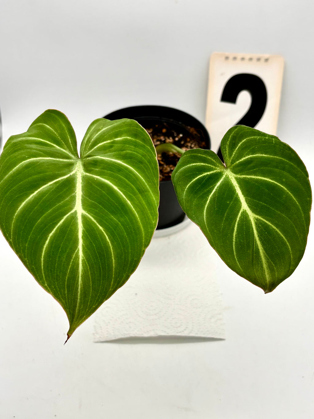Philodendron Gloriosum