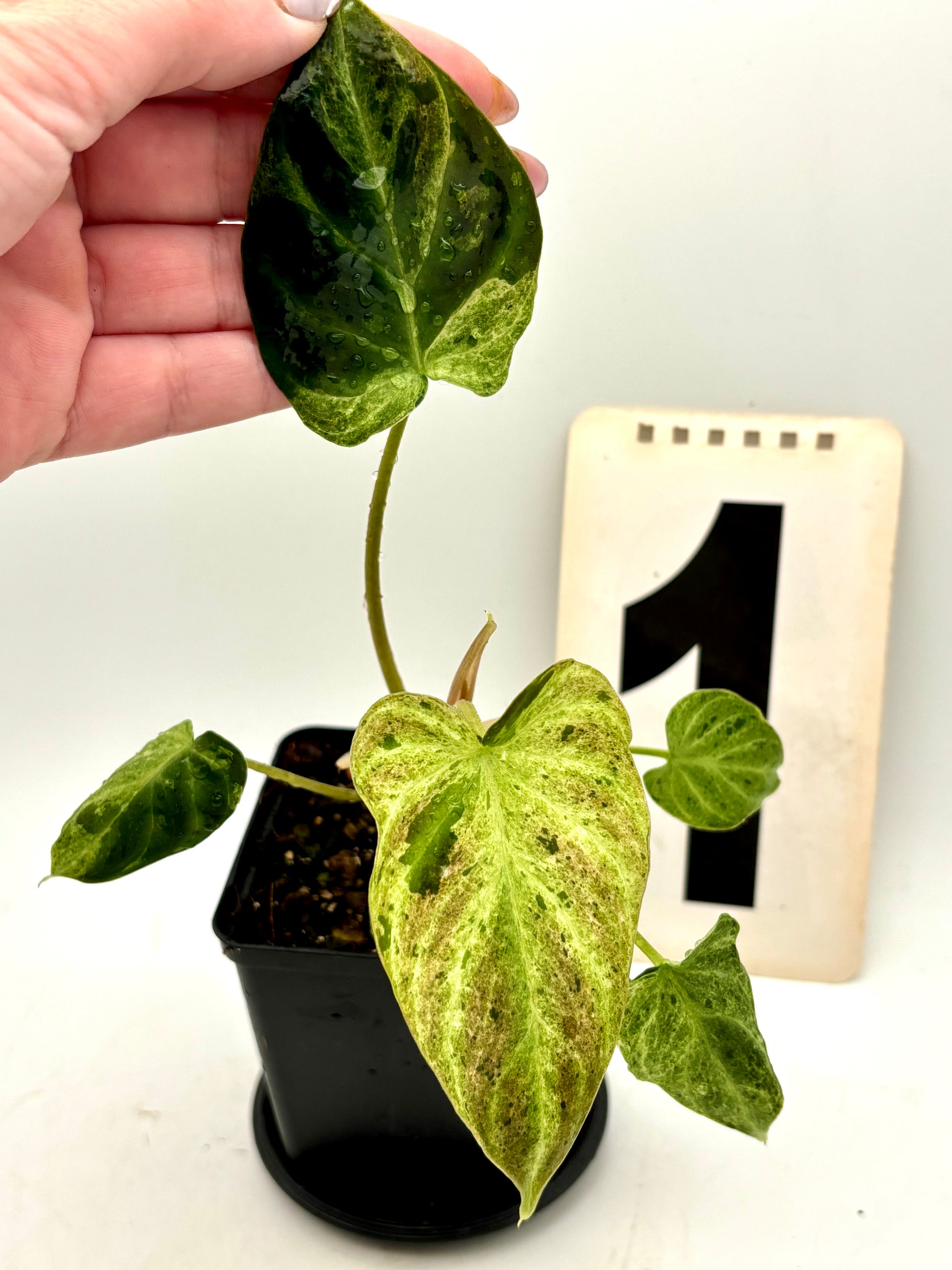 Philodendron Verrucosum Mint Variegata, exotischer Zimmerpflanzen-Ableger mit grünen und weißen Blättern, auf einem Holztisch.