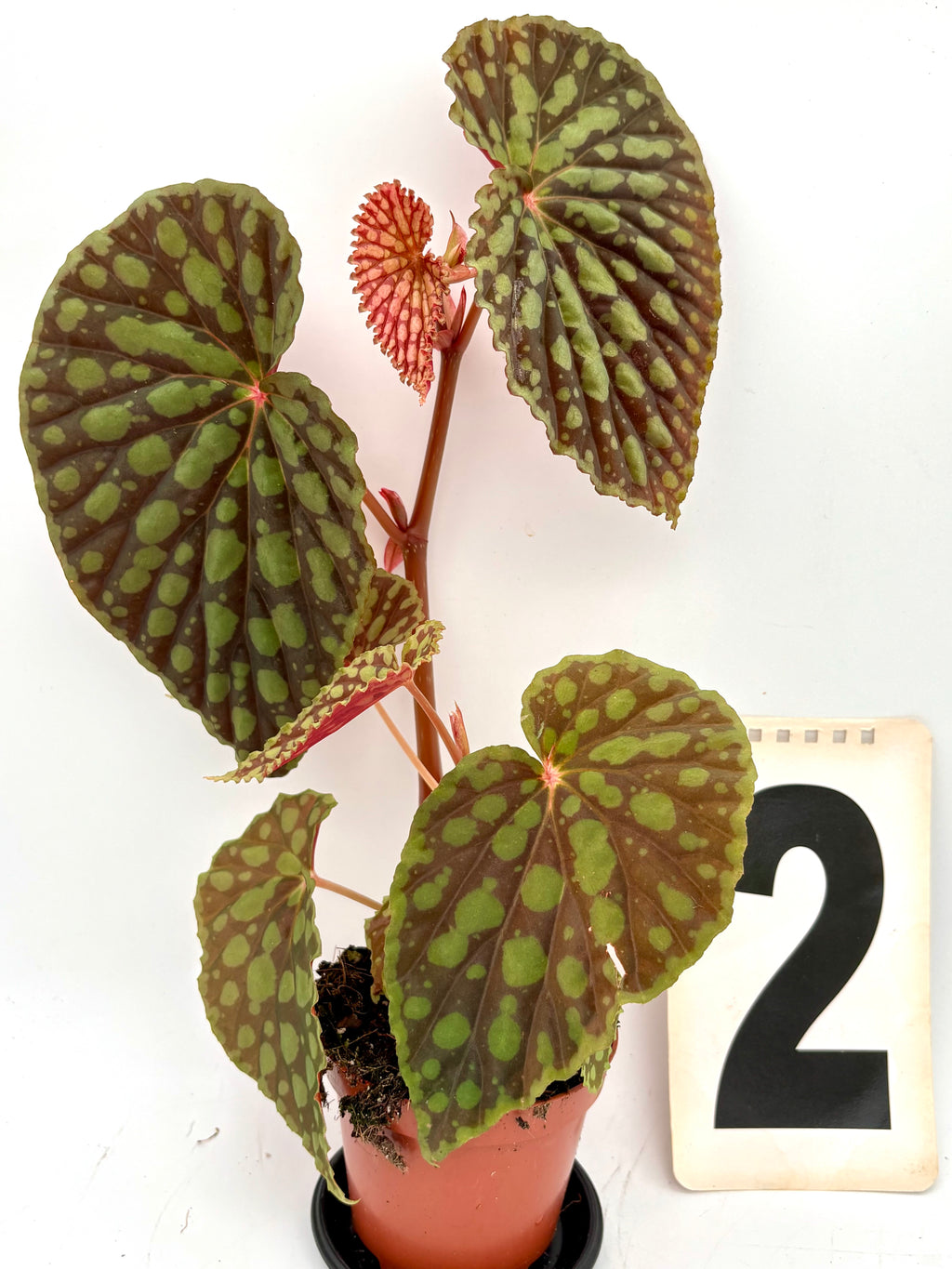 Bengonia Chlorosticta Pflanze mit grünen Blättern und bunten Blüten, exotisch bei Exotic-Flowers, Nahaufnahme