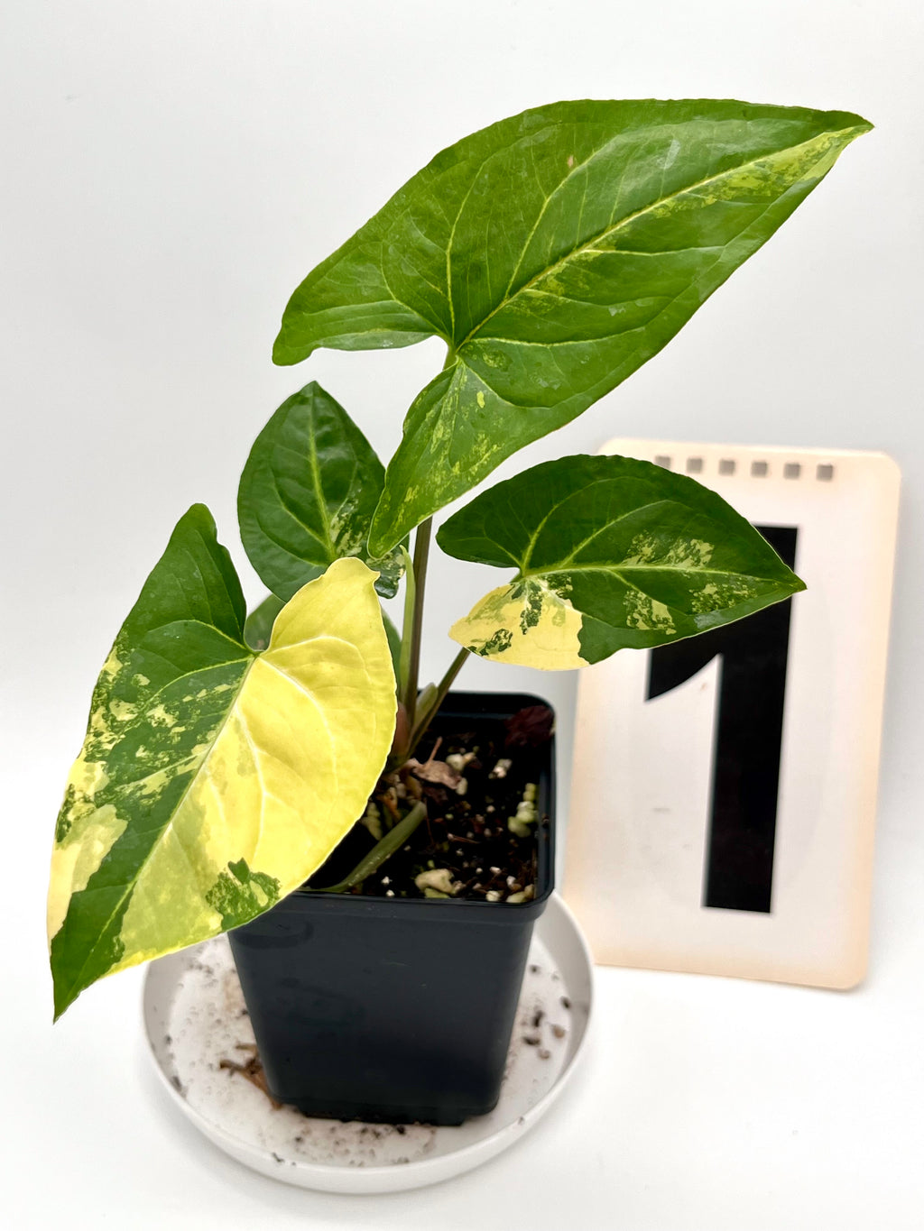 Syngonium Aurea