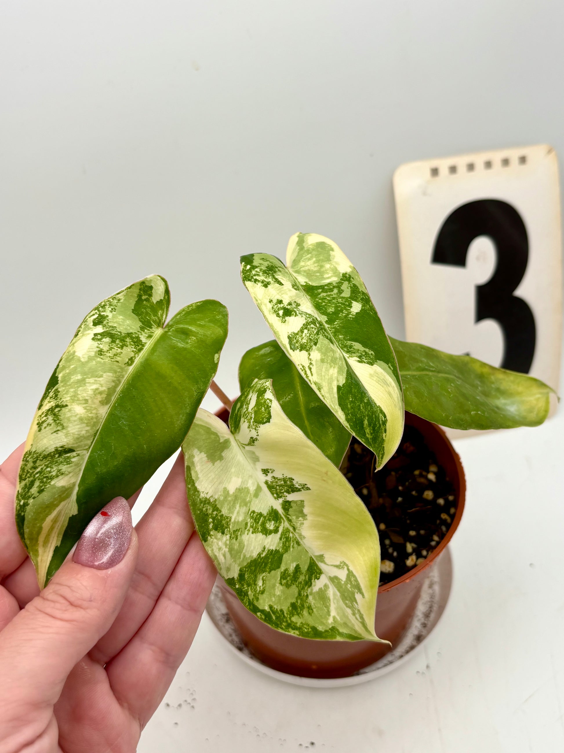 Philodendron Burle Marx Variegata von Exotic-Flowers mit grünen und cremefarbenen Blättern, Topfpflanze auf einem Holztisch