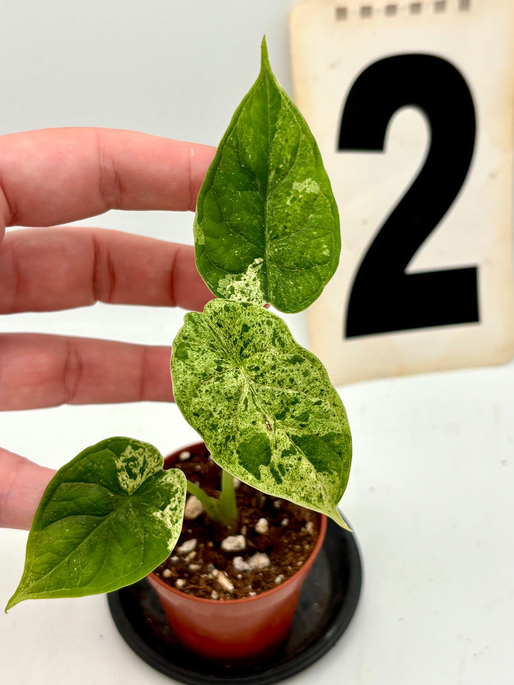 Alocasia Dragon Scale Mint Pflanze mit großen, grün-weißen Blättern und auffälliger, skaliger Muster, von Exotic-Flowers.