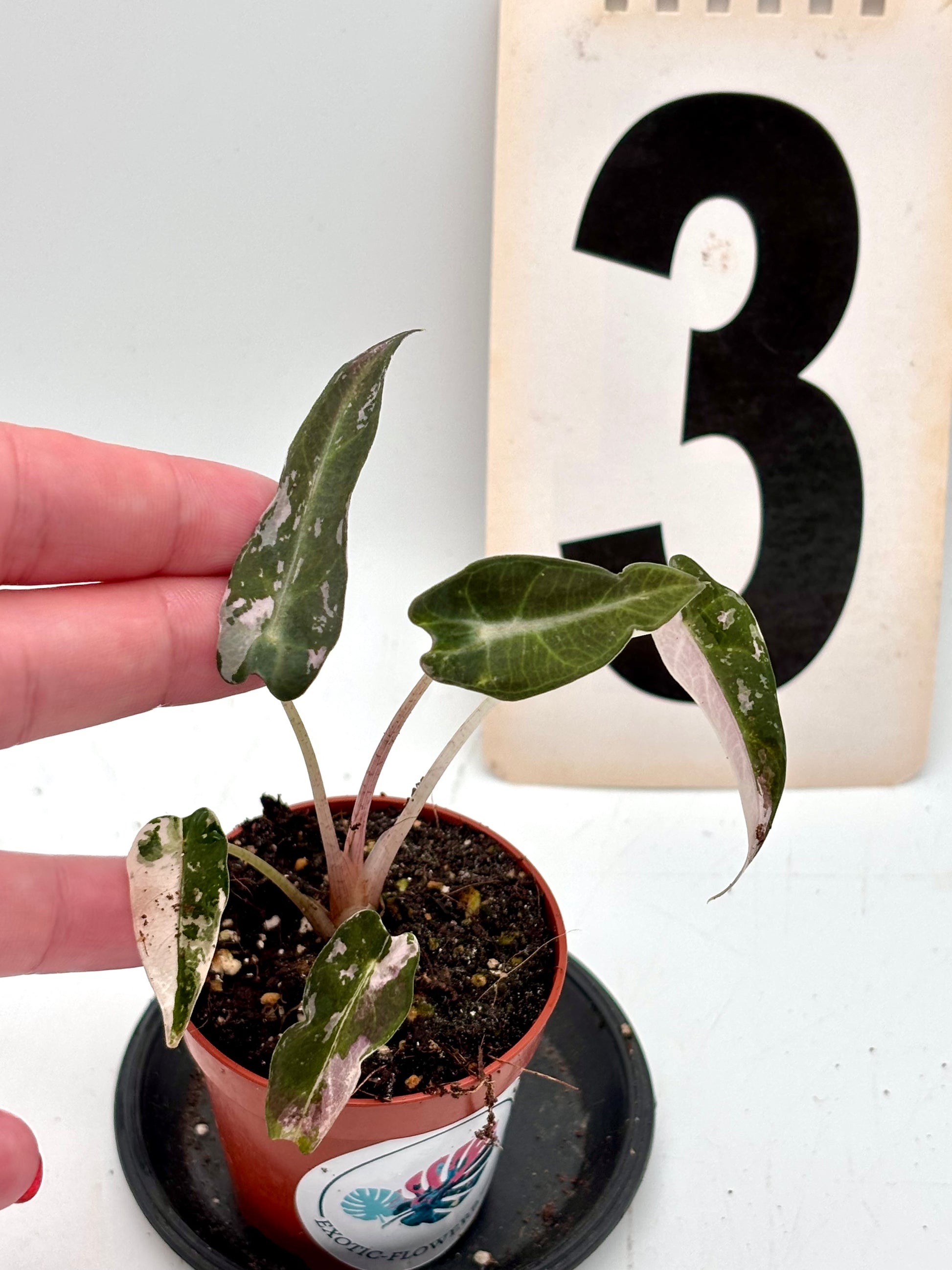Alocasia Bambino Variegata - Exotic-Flowers