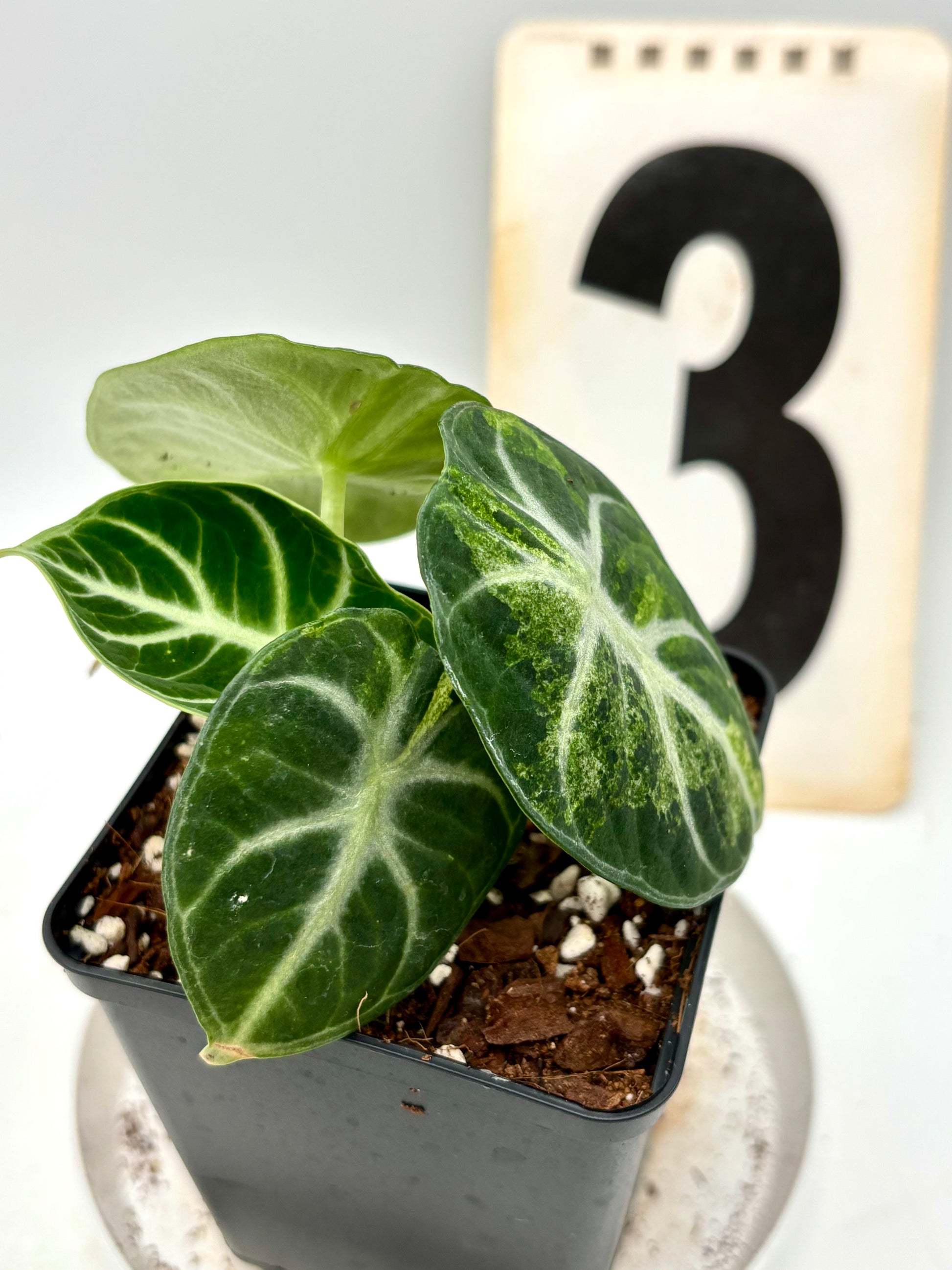 Alocasia Ninja Tricolor Variegata Pflanze mit grünen, weißen und rosa Blättern, indoor als exotische Zimmerpflanze.