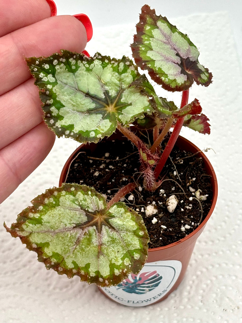 Begonia Dolce Vita