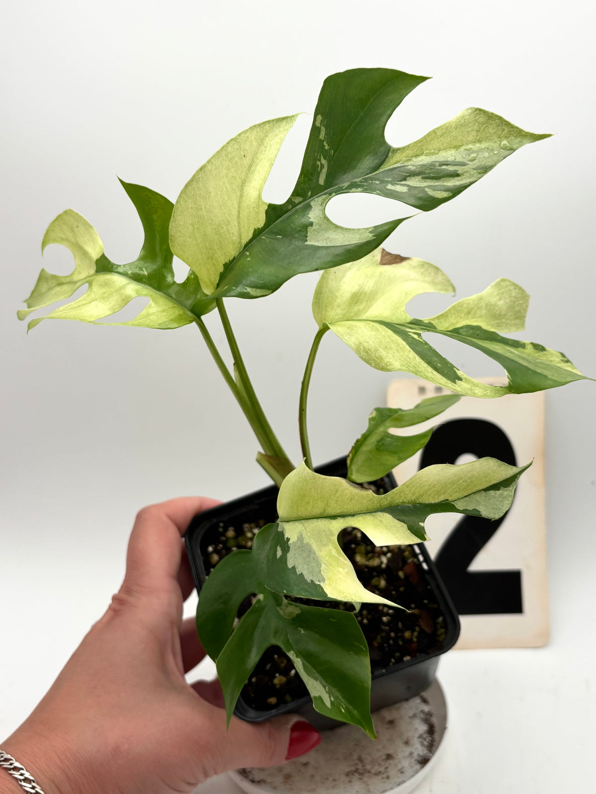 Rhaphidophora Tetrasperma Albo Variegata, Monstera Minima, grüne Pflanze mit weißen variegierten Blättern, im Topf auf Holztisch