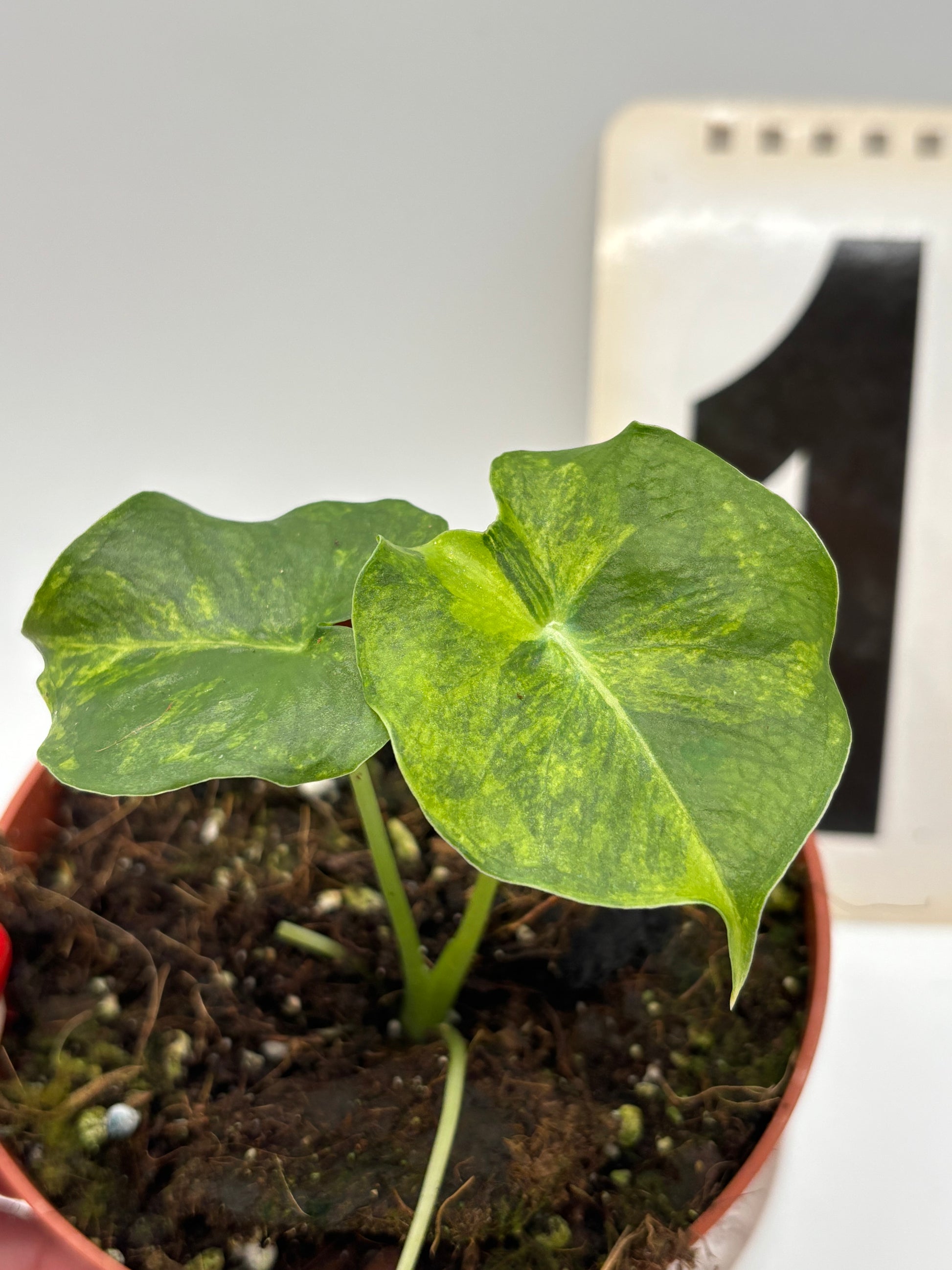 Alocasia London Eye Variegata