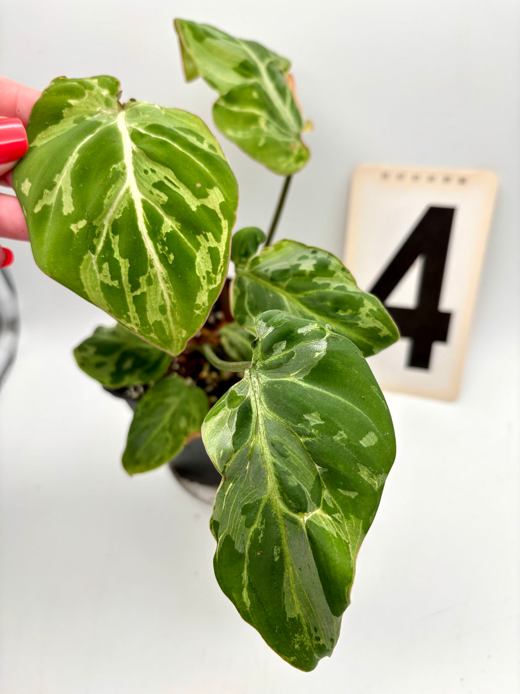 Philodendron Gloriosum Variegata / Snow Leopard