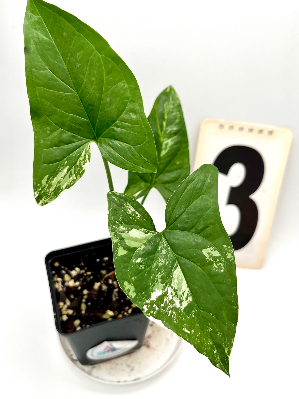 Syngonium Albo Variegata