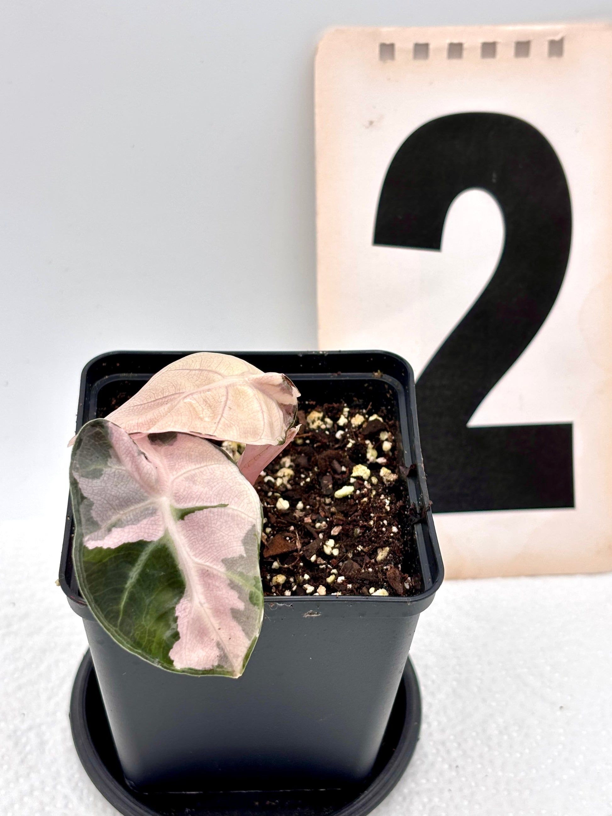 Alocasia Balloon Heart Variegata