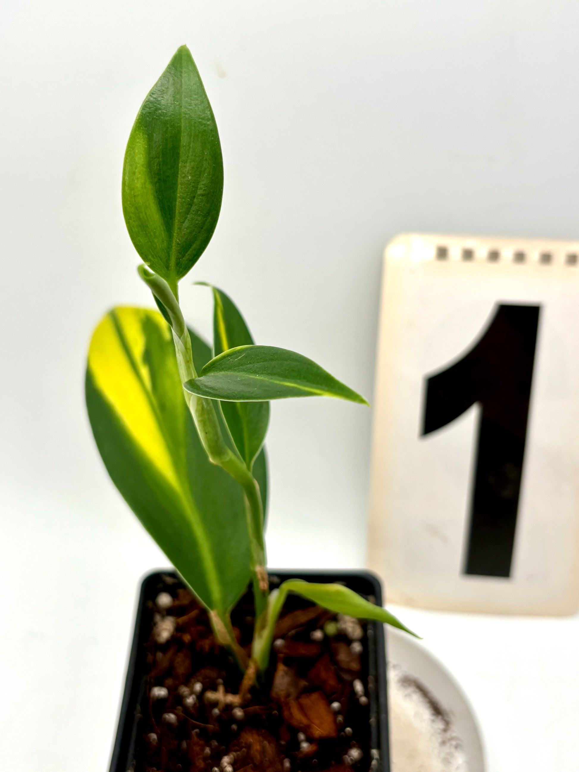 Scindapsus Coriaceus Variegata