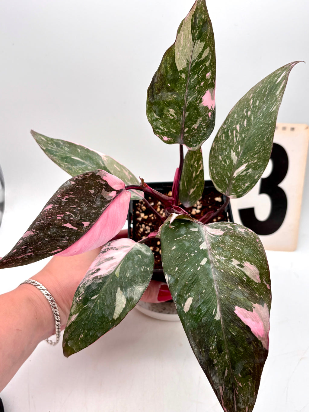 Exotic-Flowers Philodendron Pink Princess Marble Pflanze mit grünen und rosa Blättern, detailreiche Blattform und lebendige Farben