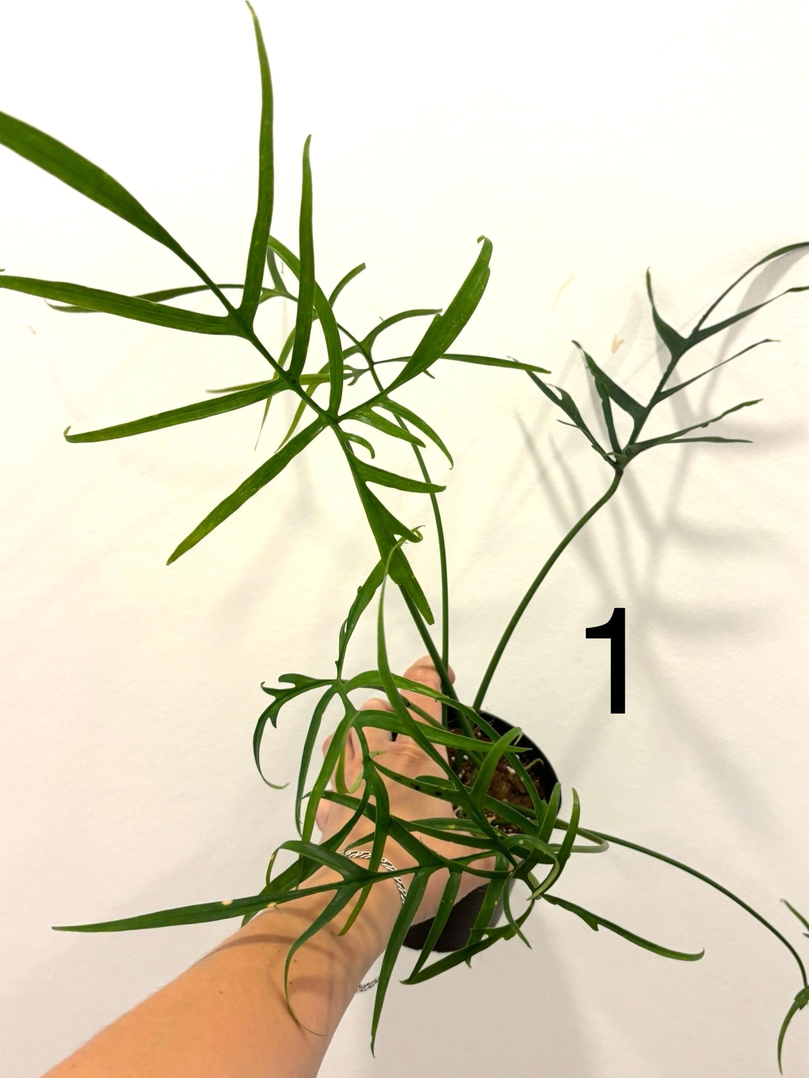 Grüner Philodendron Polypodioides von Exotic-Flowers mit hängenden, luftigen Blättern in einem Topf.