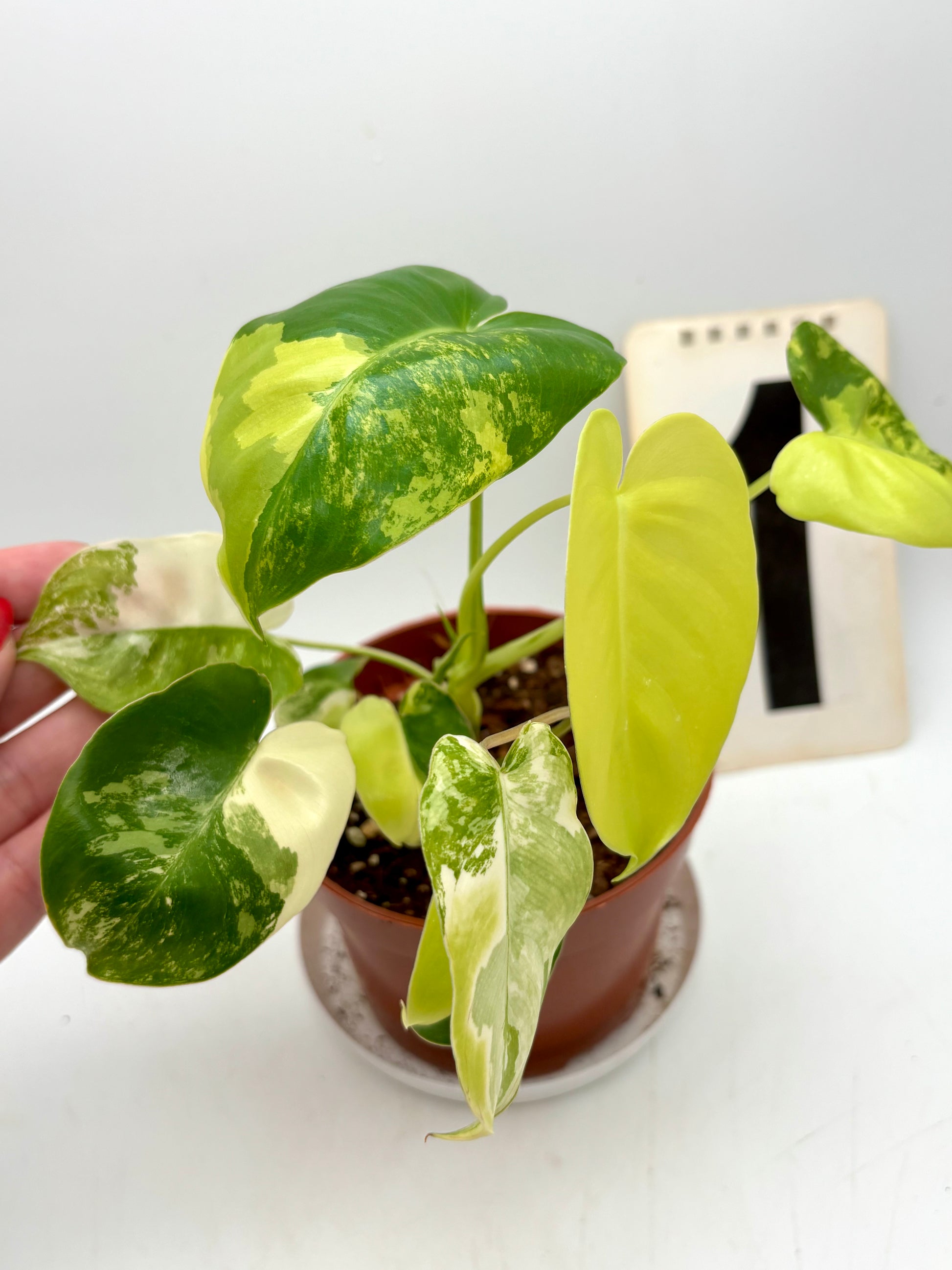 Philodendron Burle Marx Variegata