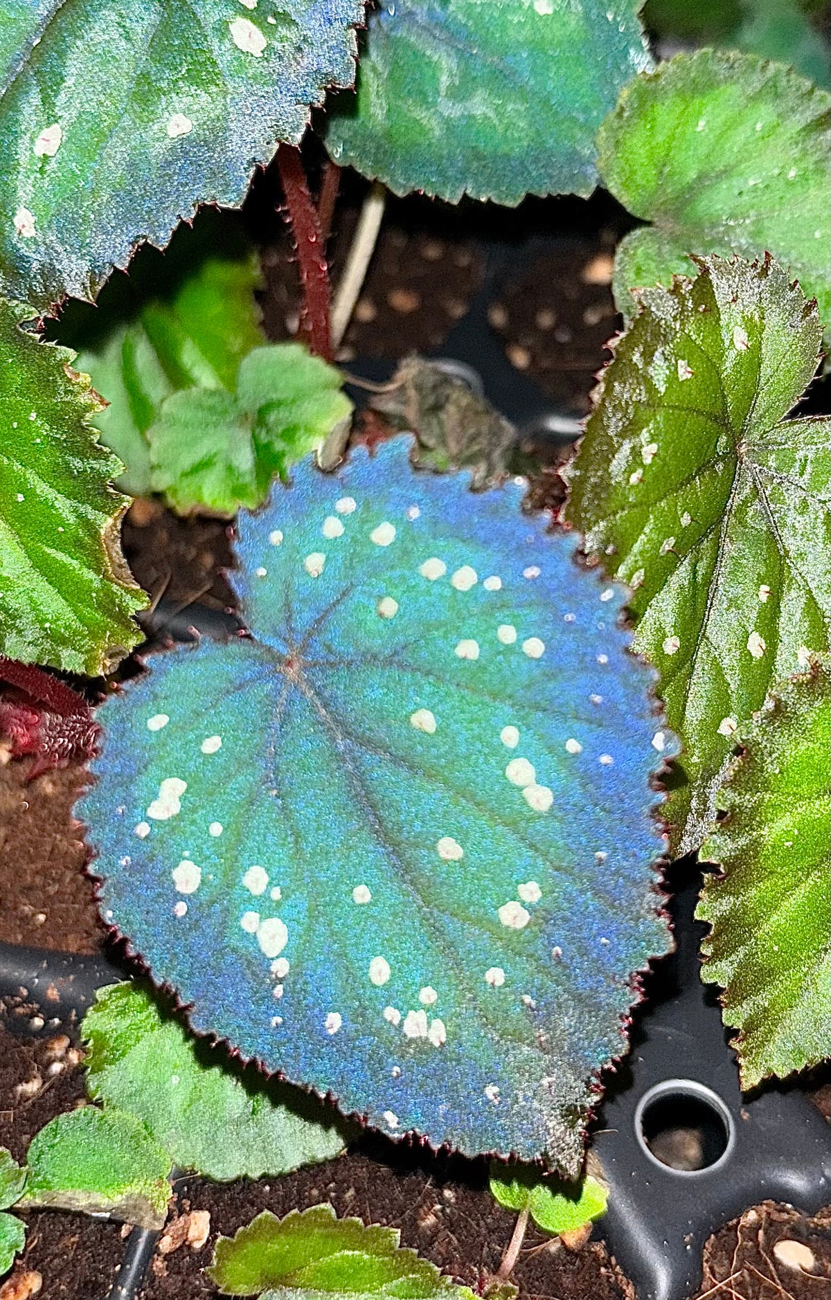 Begonia Carnival