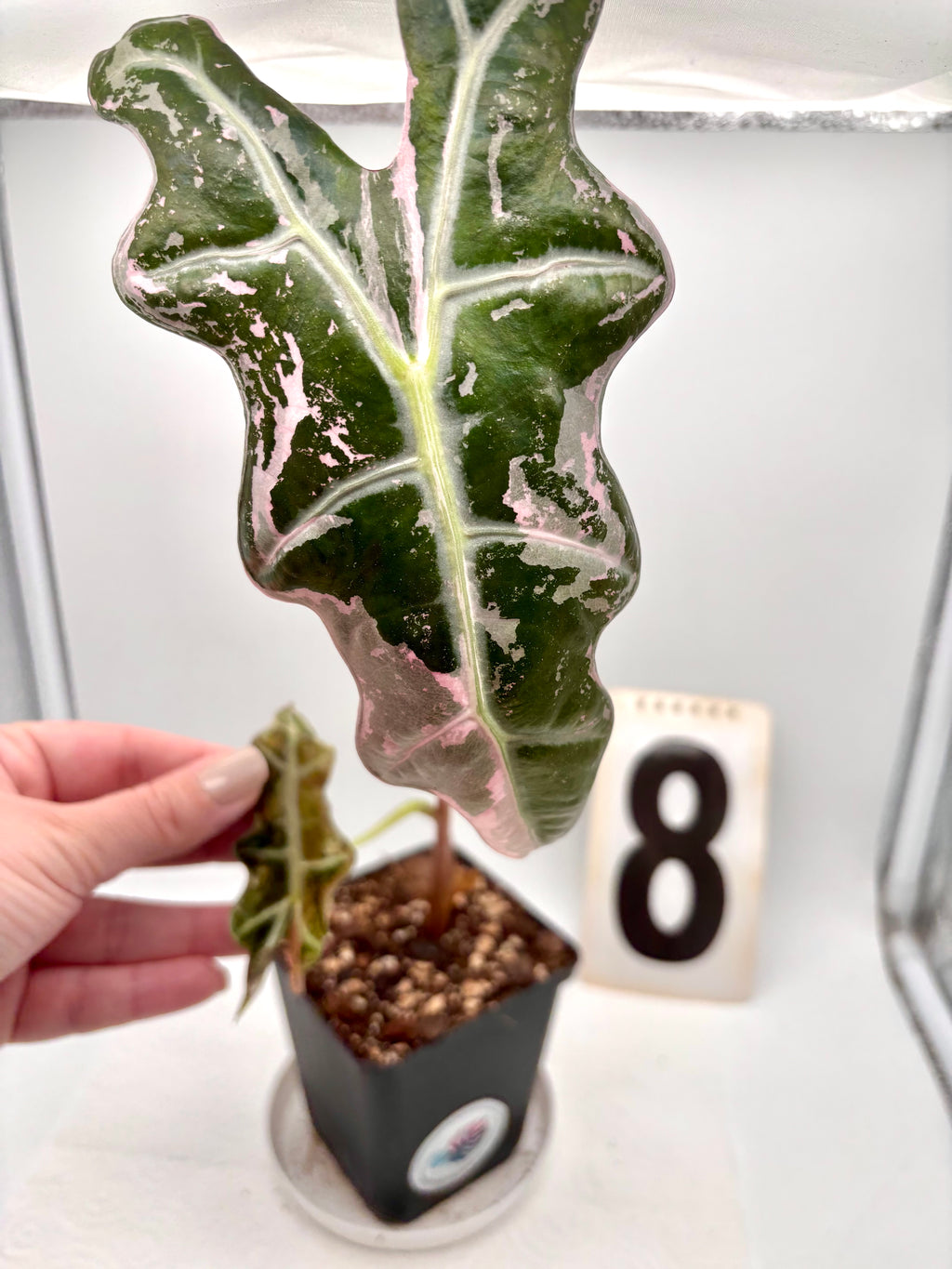 Alocasia Nobilis Variegata Pflanze mit grünen und weißen variegierten Blättern, große exotische Zimmerpflanze.