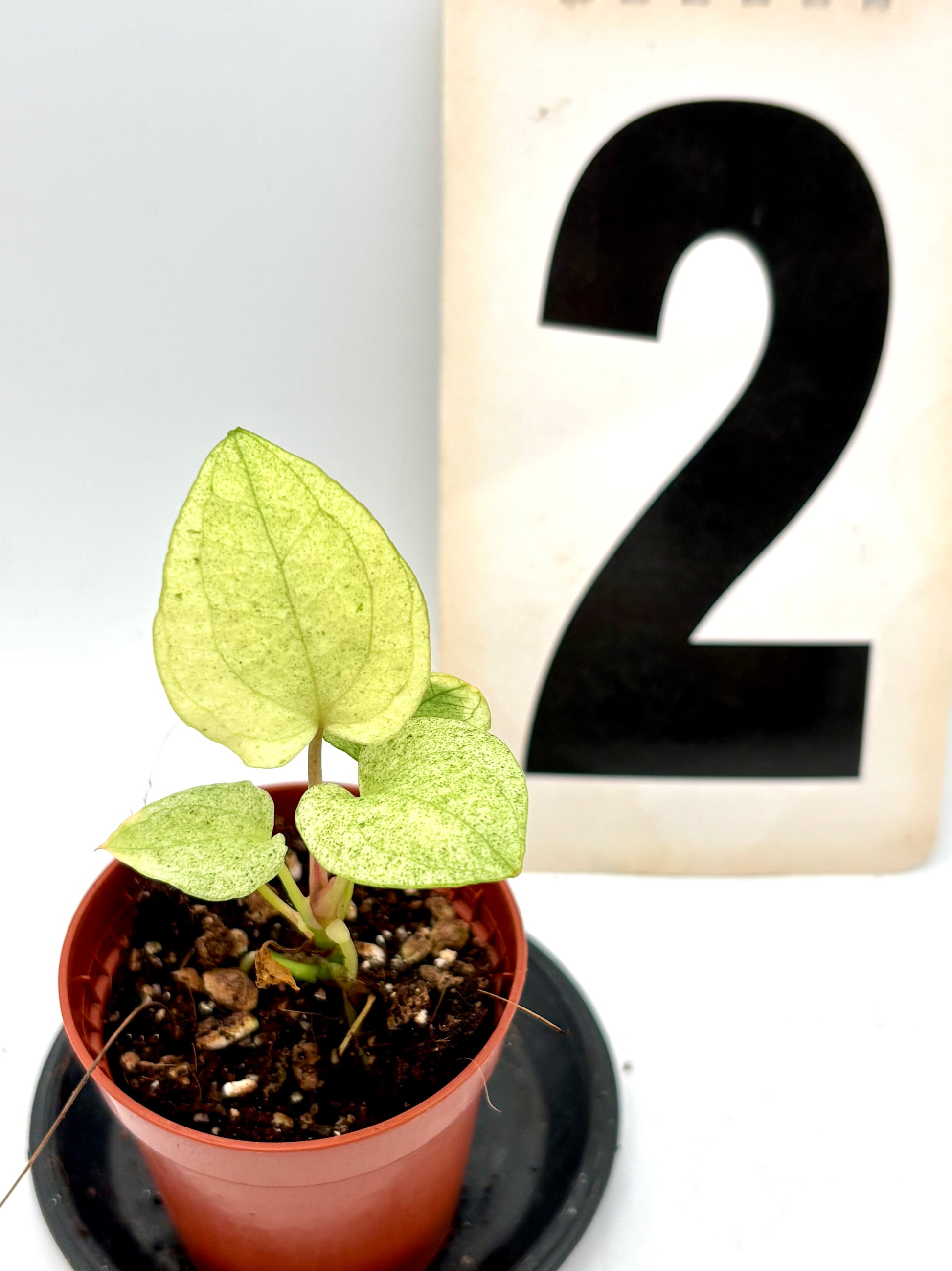 Anthurium Dark Phoenix Variegata von Exotic-Flowers mit dunkelroten und grün-weiß variierten Blättern, Detailaufnahme der Pflanze