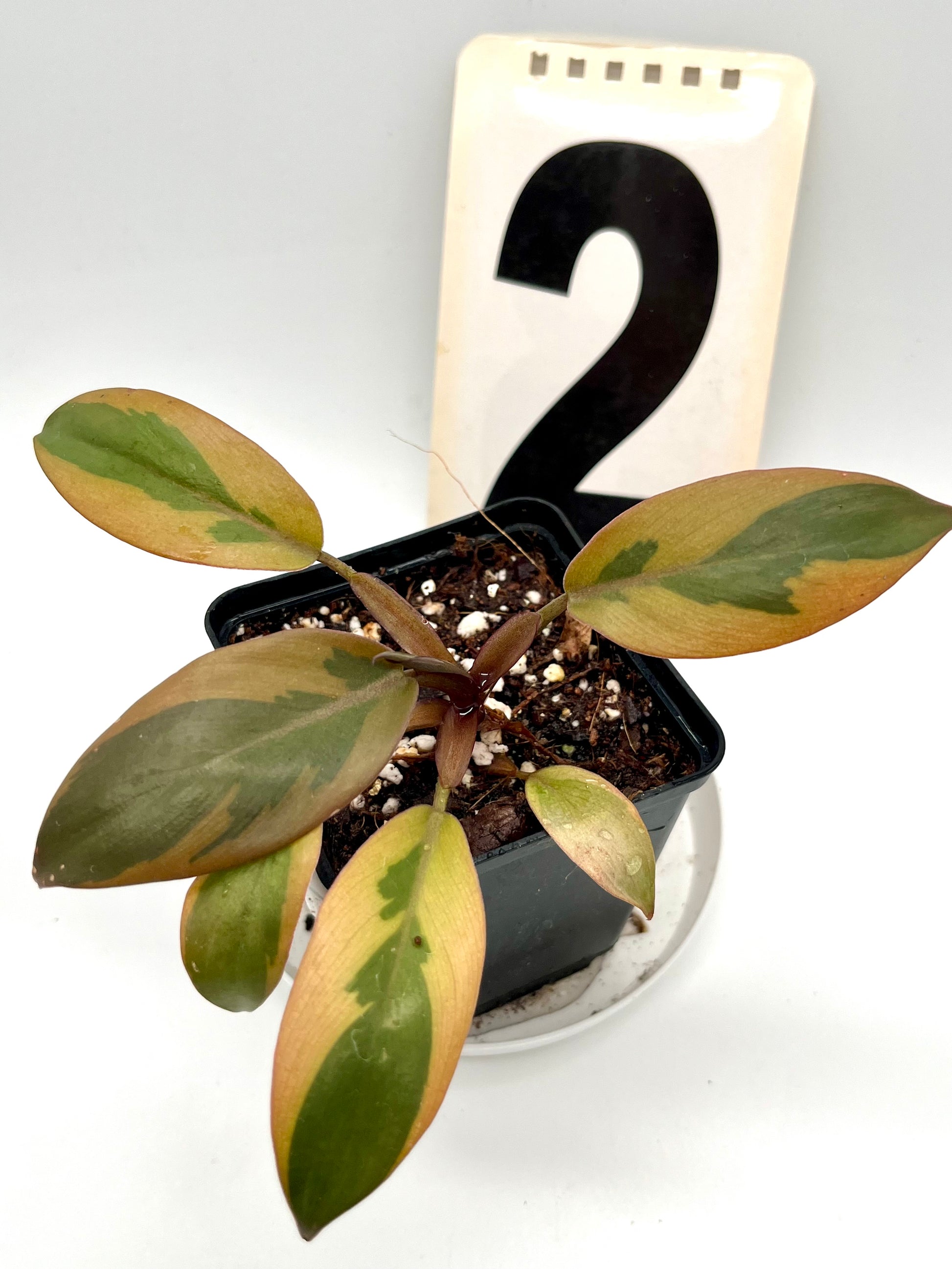 Philodendron Black Cardinal Variegata