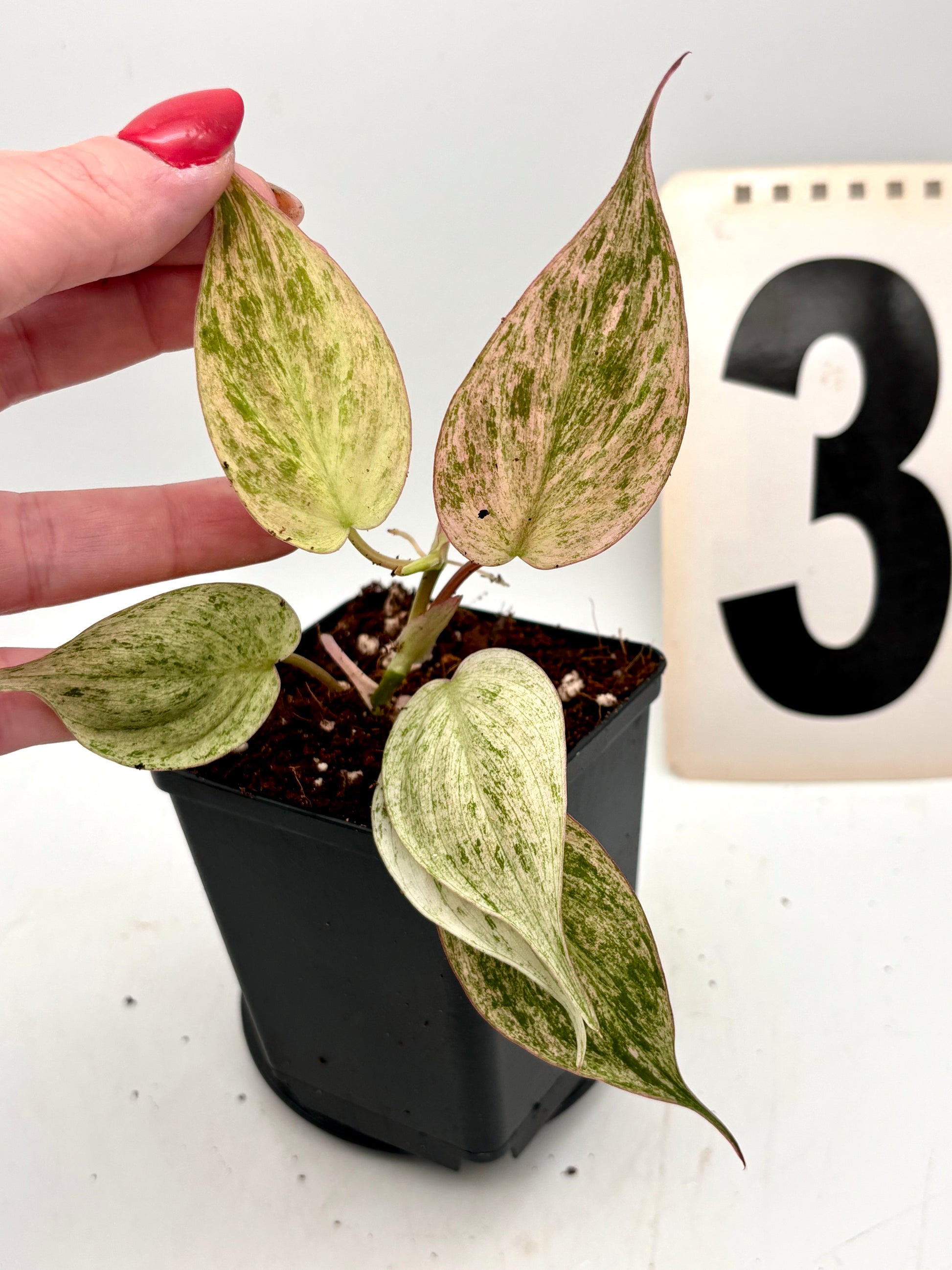 Philodendron Micans Pink Marble Variegata