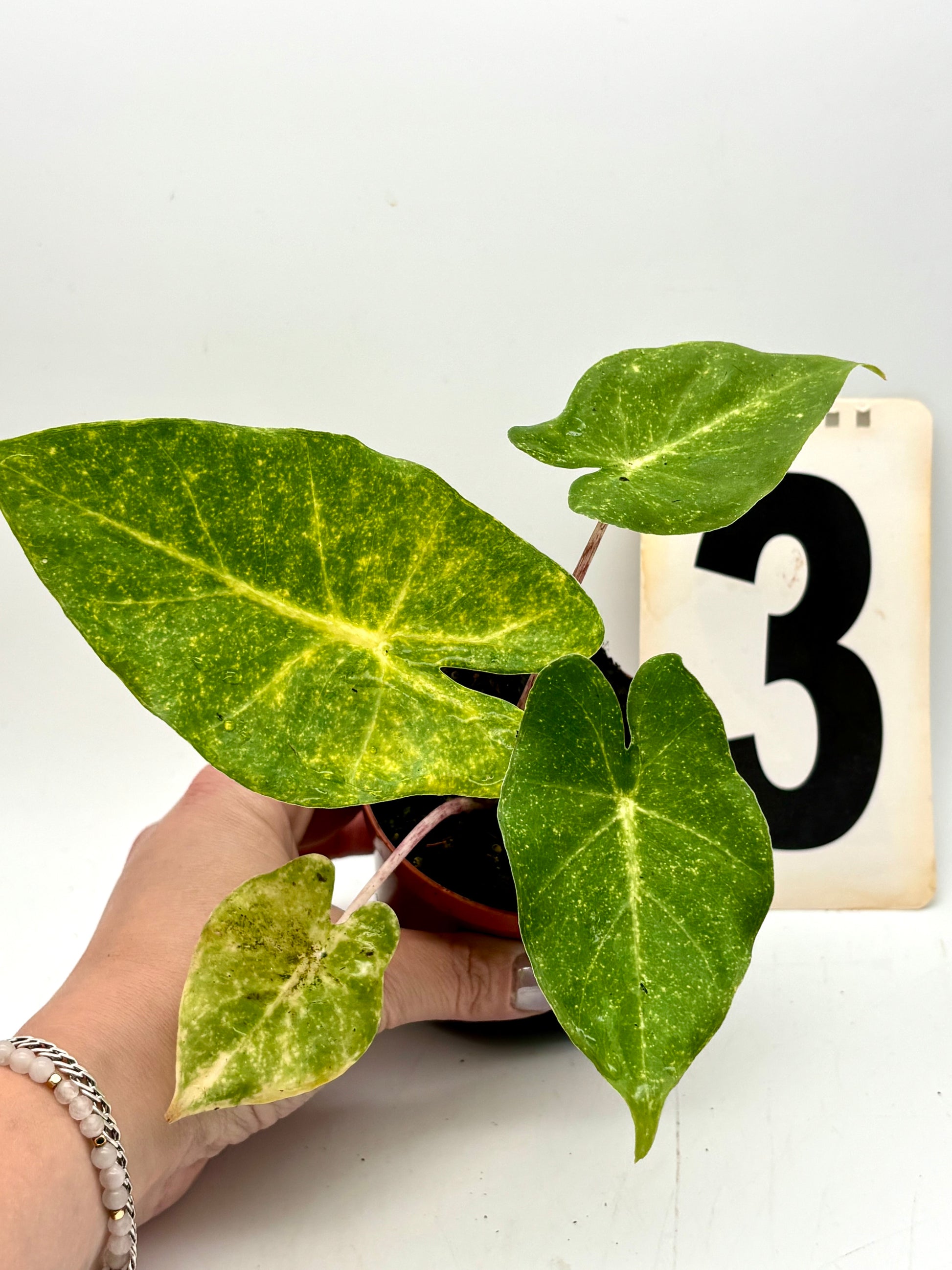 Alocasia New Guinea Gold