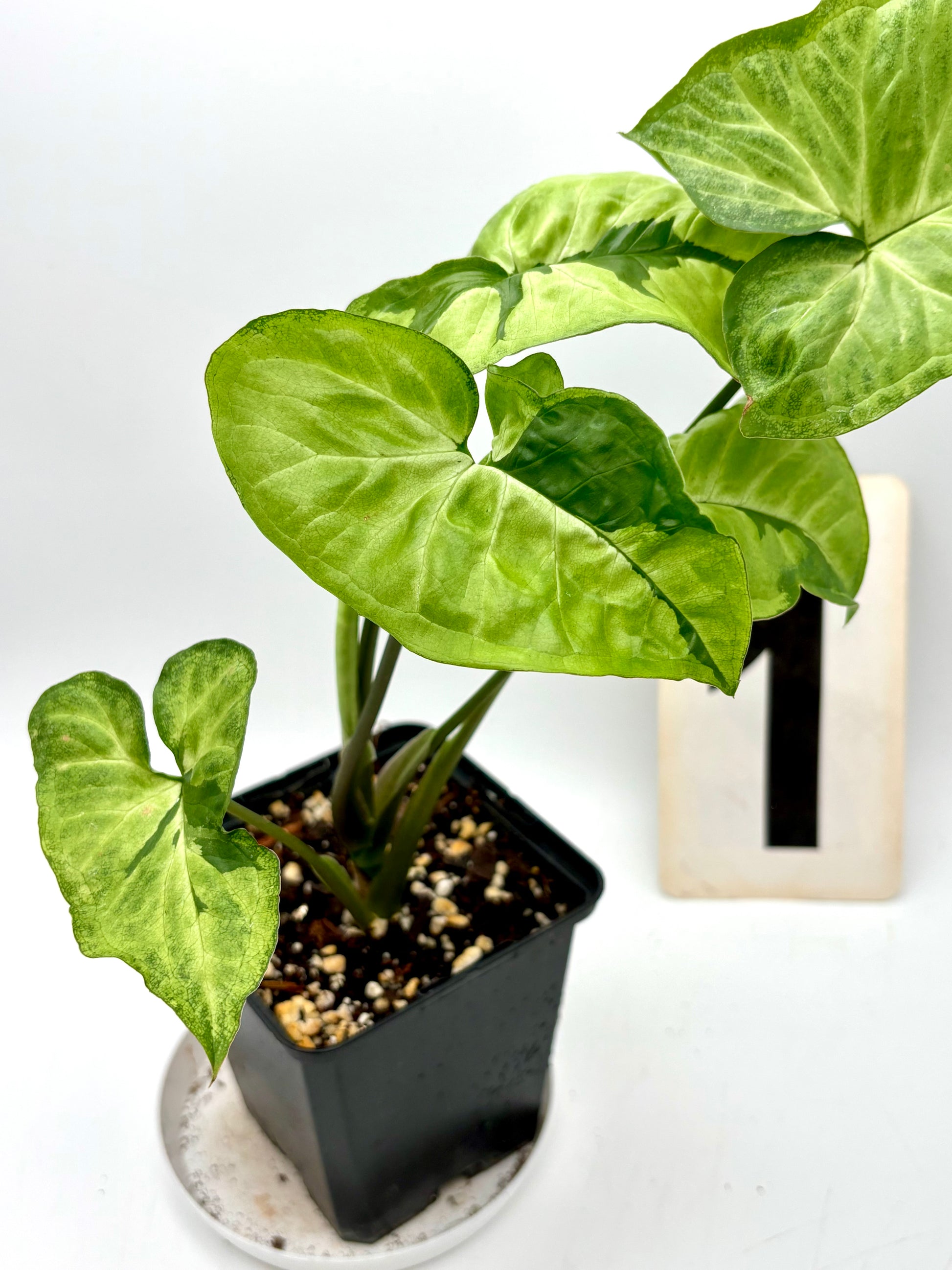 Grüner Syngonium Green Beauty Pflanze von Exotic-Flowers mit herzförmigen Blättern, Indoor-Pflanze für Zuhause und Büro