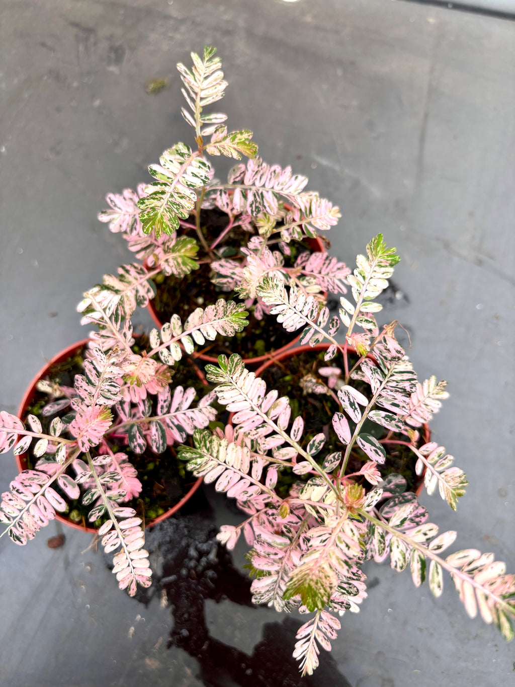 Phyllanthus Urinaria Pink Variegata