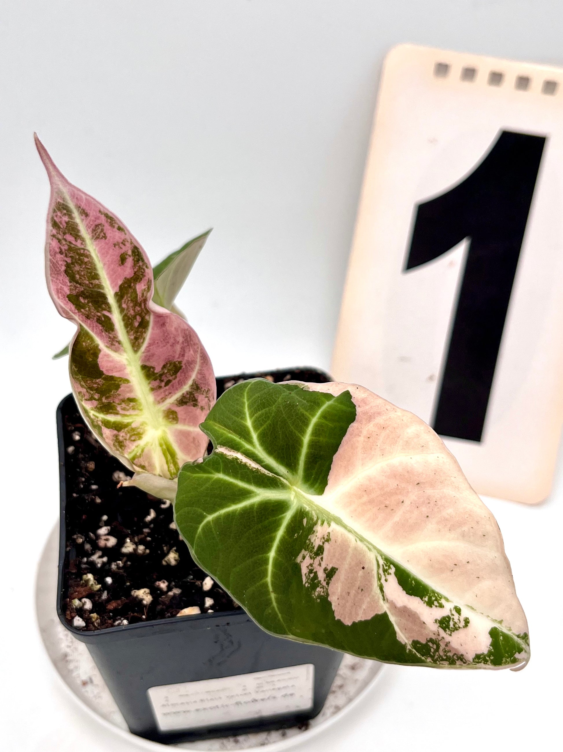 Alocasia Black Velvet Variegata