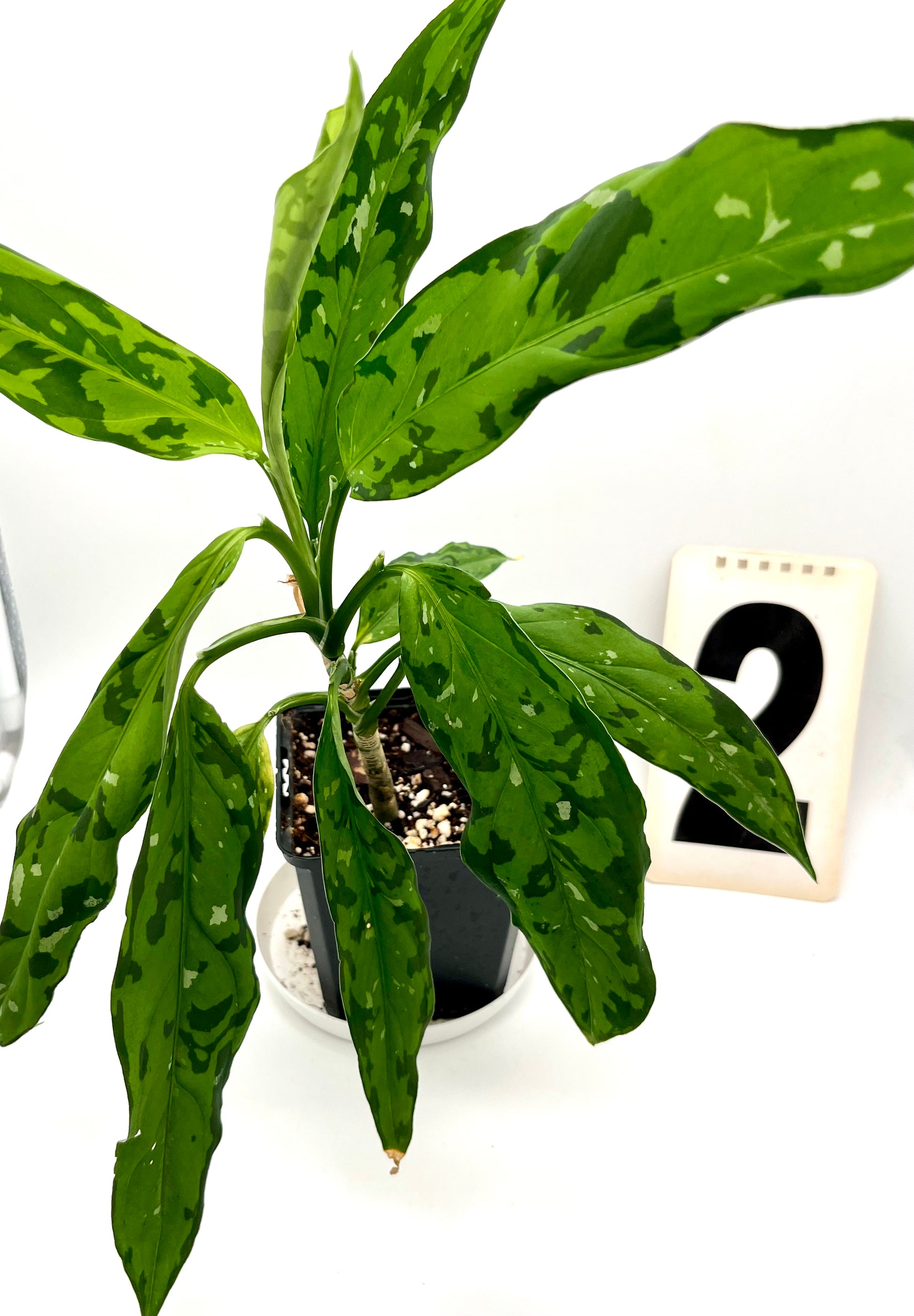 Aglaonema Pictum Tricolor - Star Spot