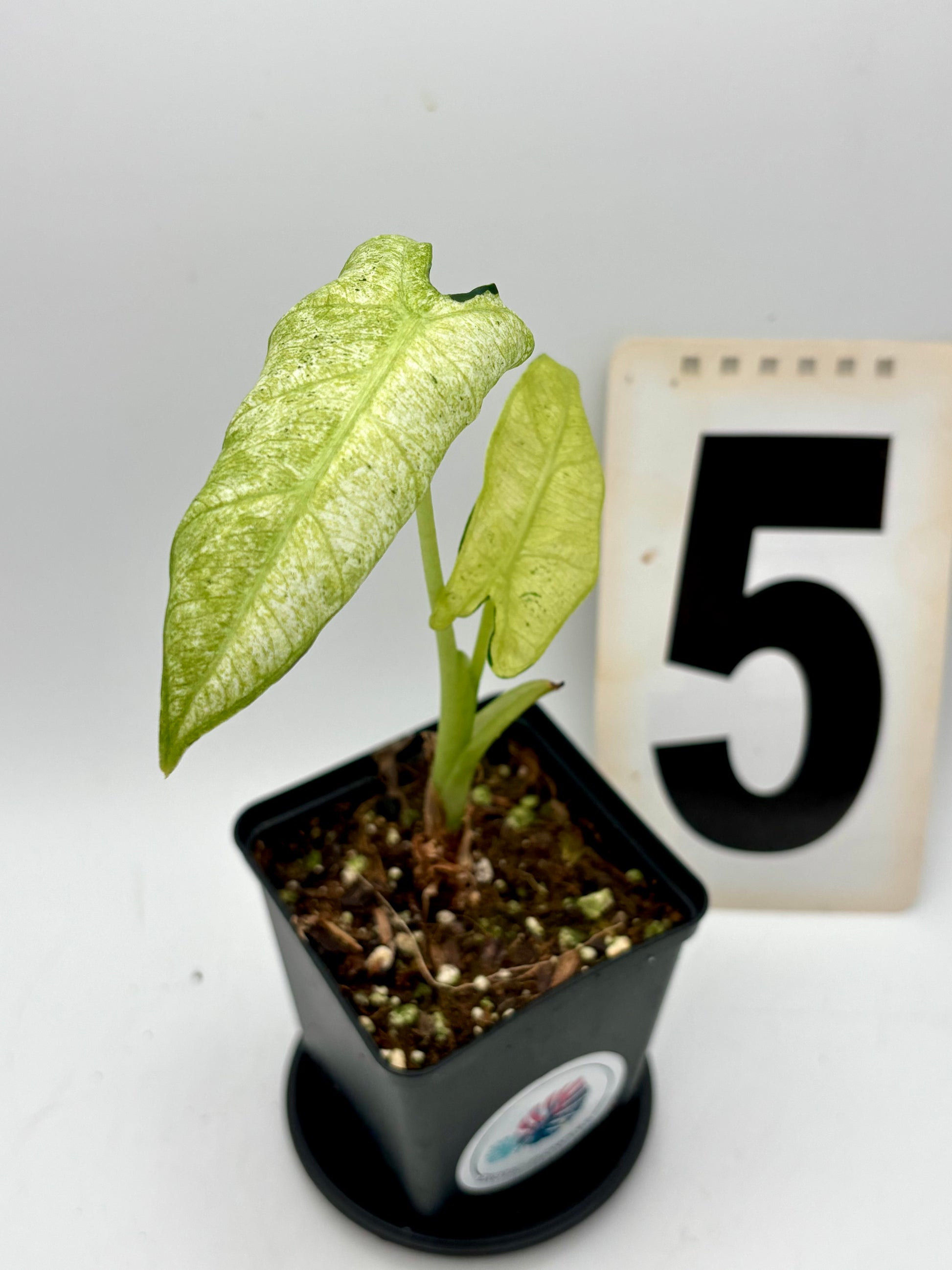Alocasia Frydek Mint von Exotic-Flowers, grüne Pflanze mit großen, gezackten Blättern, auf einem Gartentisch fotografiert