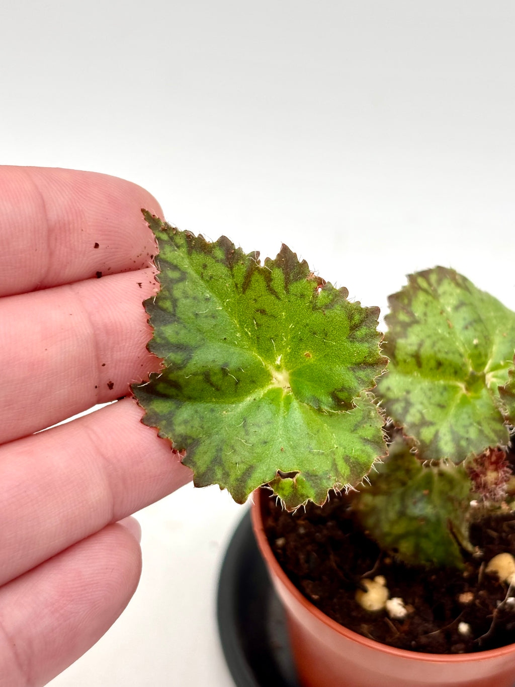 Begonia Crystal Brook