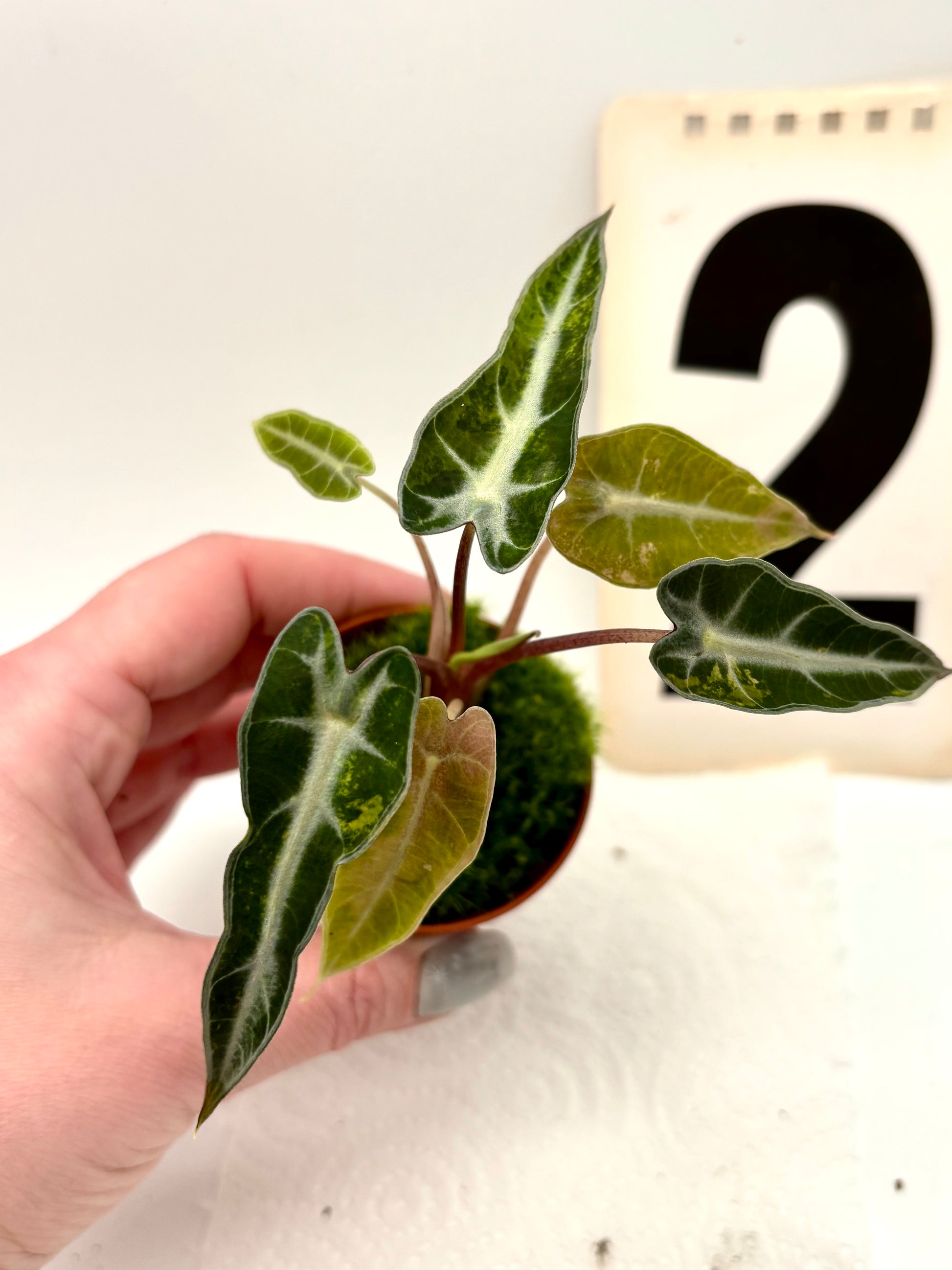 Alocasia Bambino Aurea Variegata
