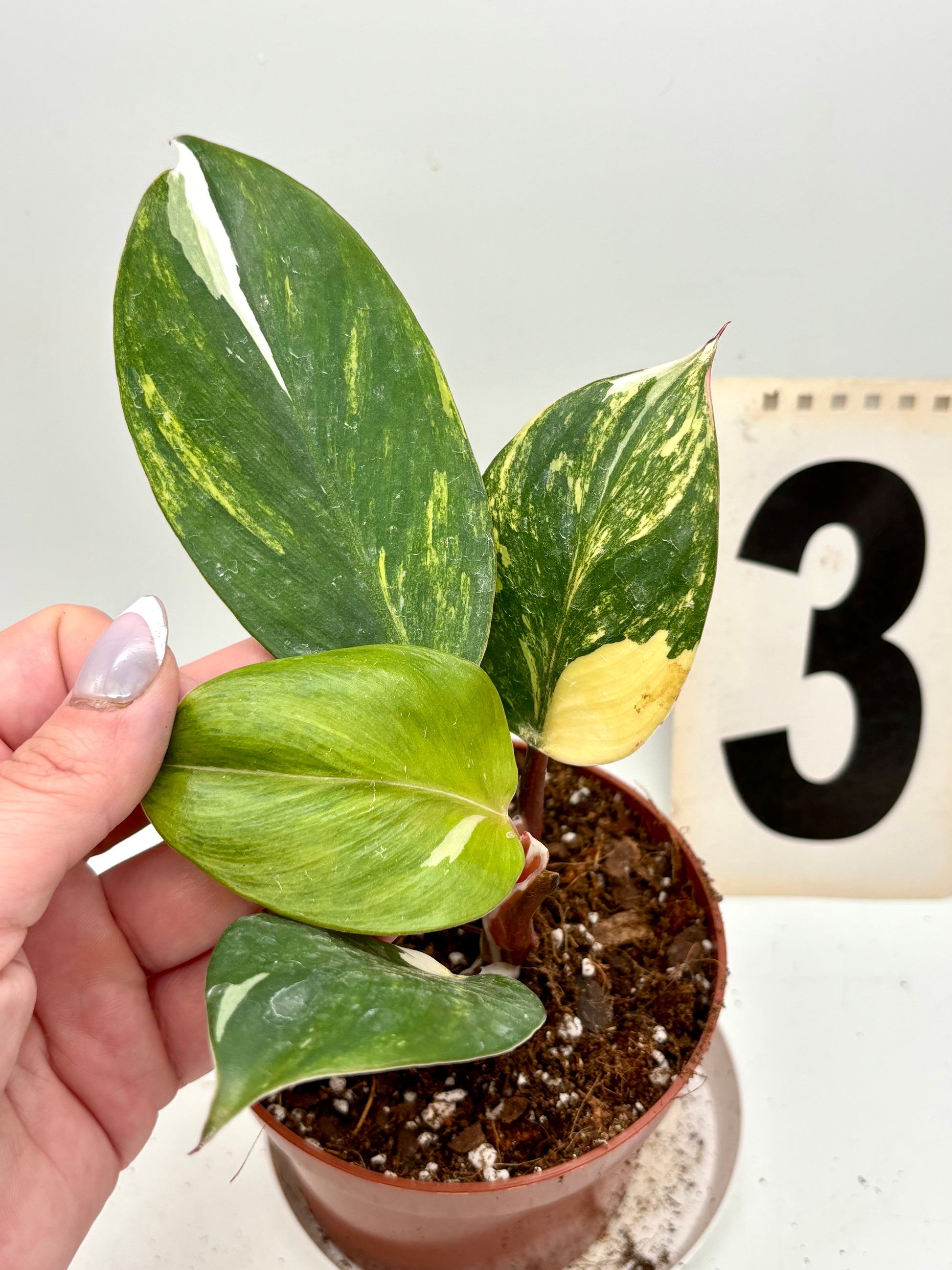 Philodendron White Knight Aurea / Tricolor