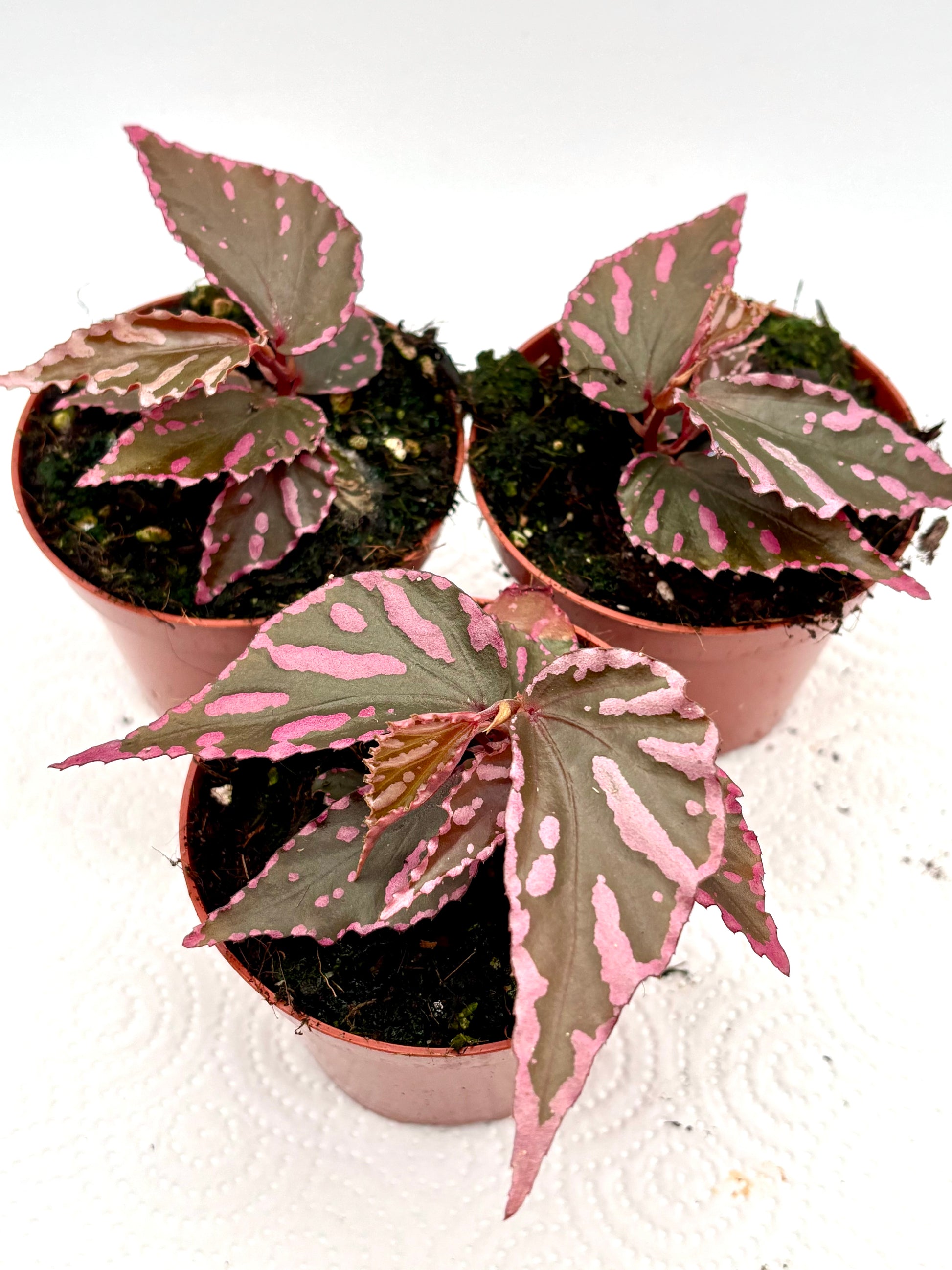 Begonie sp. Julau von Exotic-Flowers, detailreiche Nahaufnahme der bunten Blüten und grünen Blätter der Zimmerpflanze