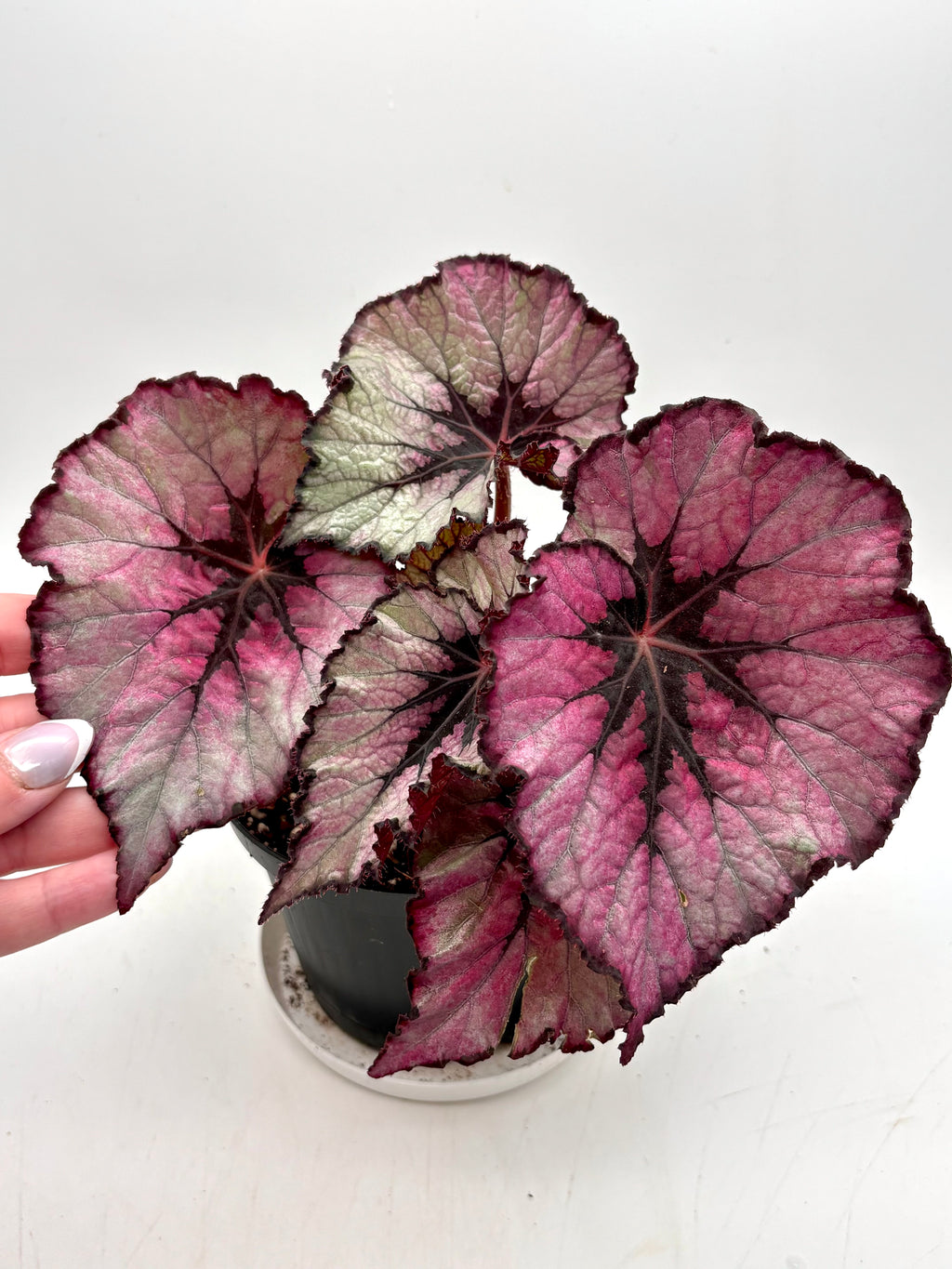 Begonia Magenta Blush
