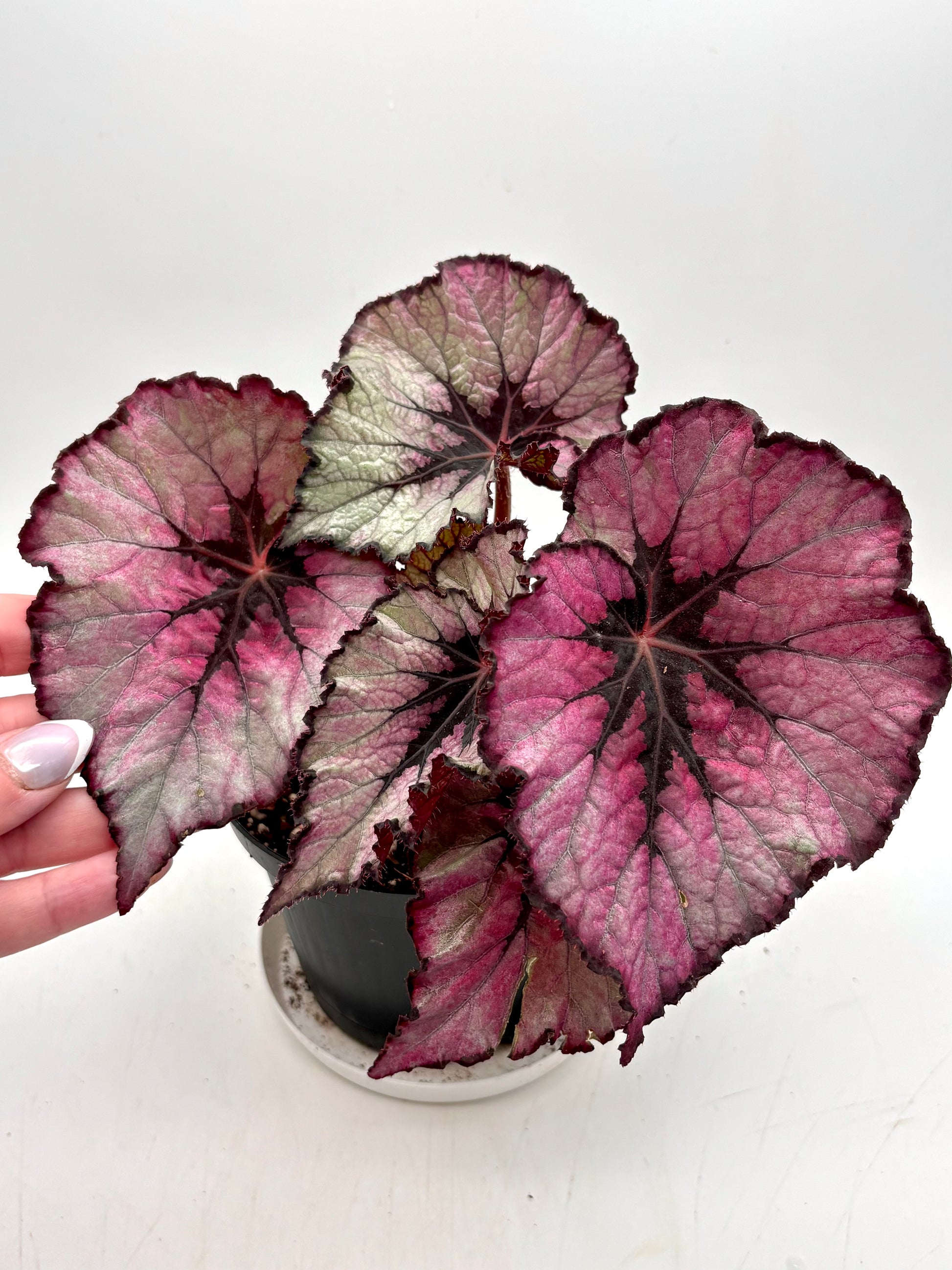 Begonia Magenta Blush