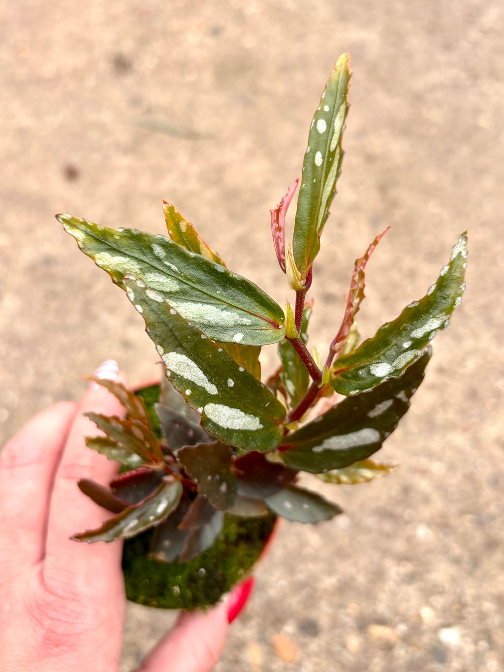 Begonia Julau Type 2