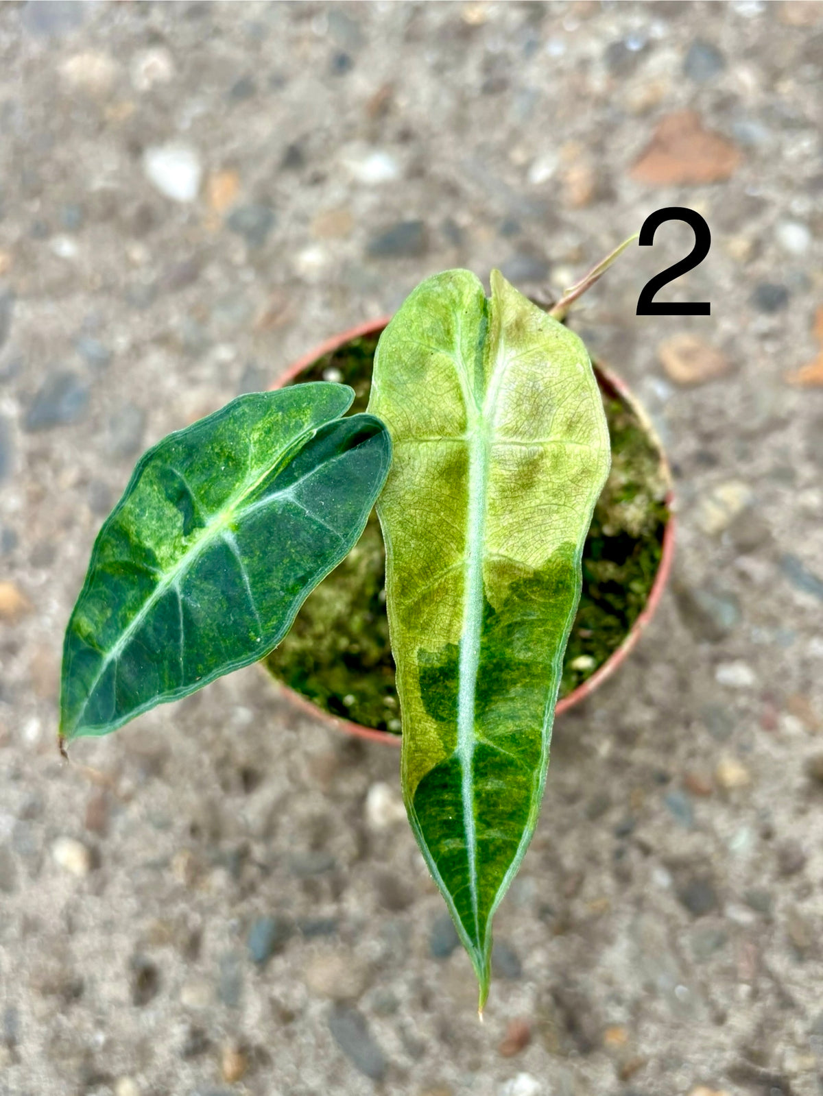Alocasia Polly Aurea Variegata Pflanze von Exotic-Flowers mit grün-gelber, marmorierter Blattform, große Blätter und attraktive Muster